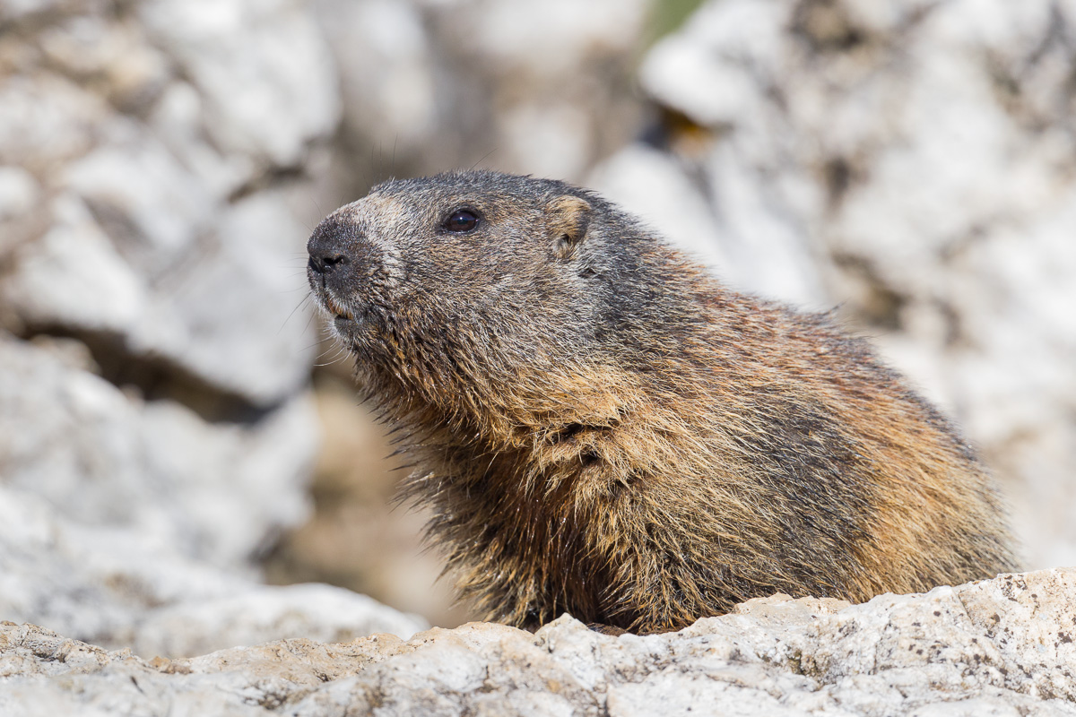 Alps of Marmotta ...