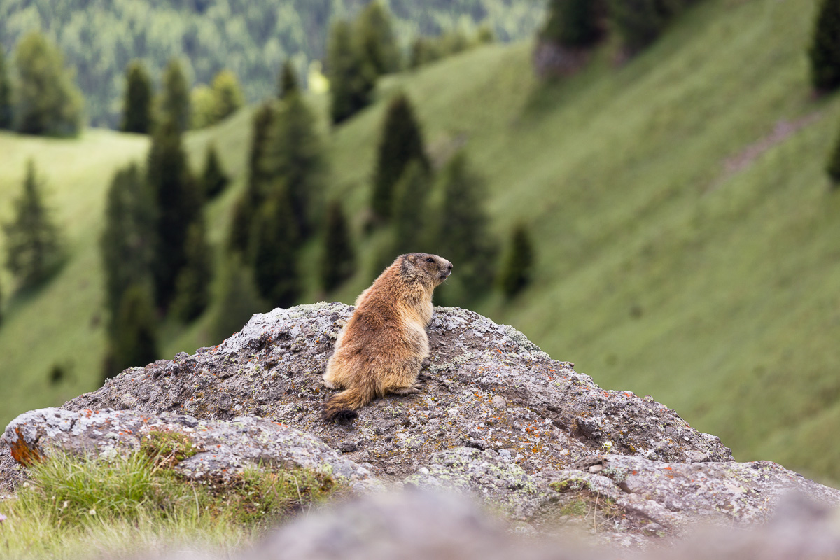 Marmotta of the Alps set ...