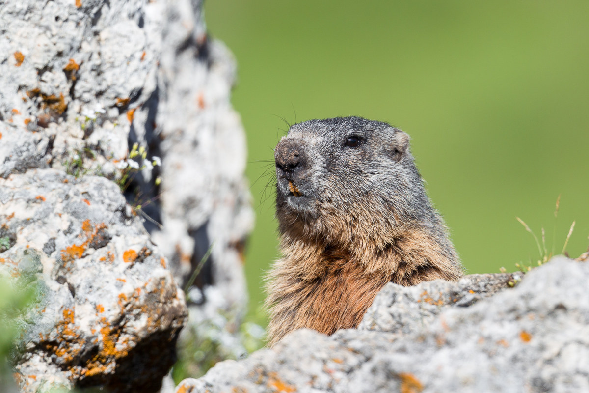 Marmotta guarding ...