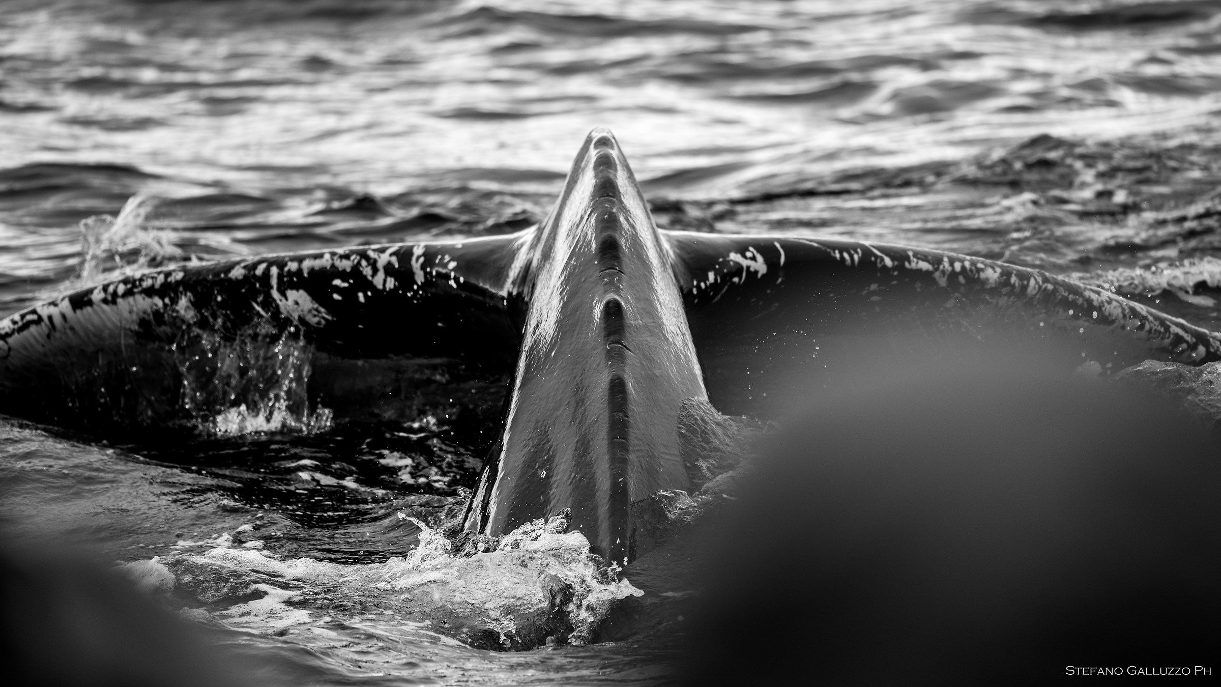 Minke whale in Husavik 2