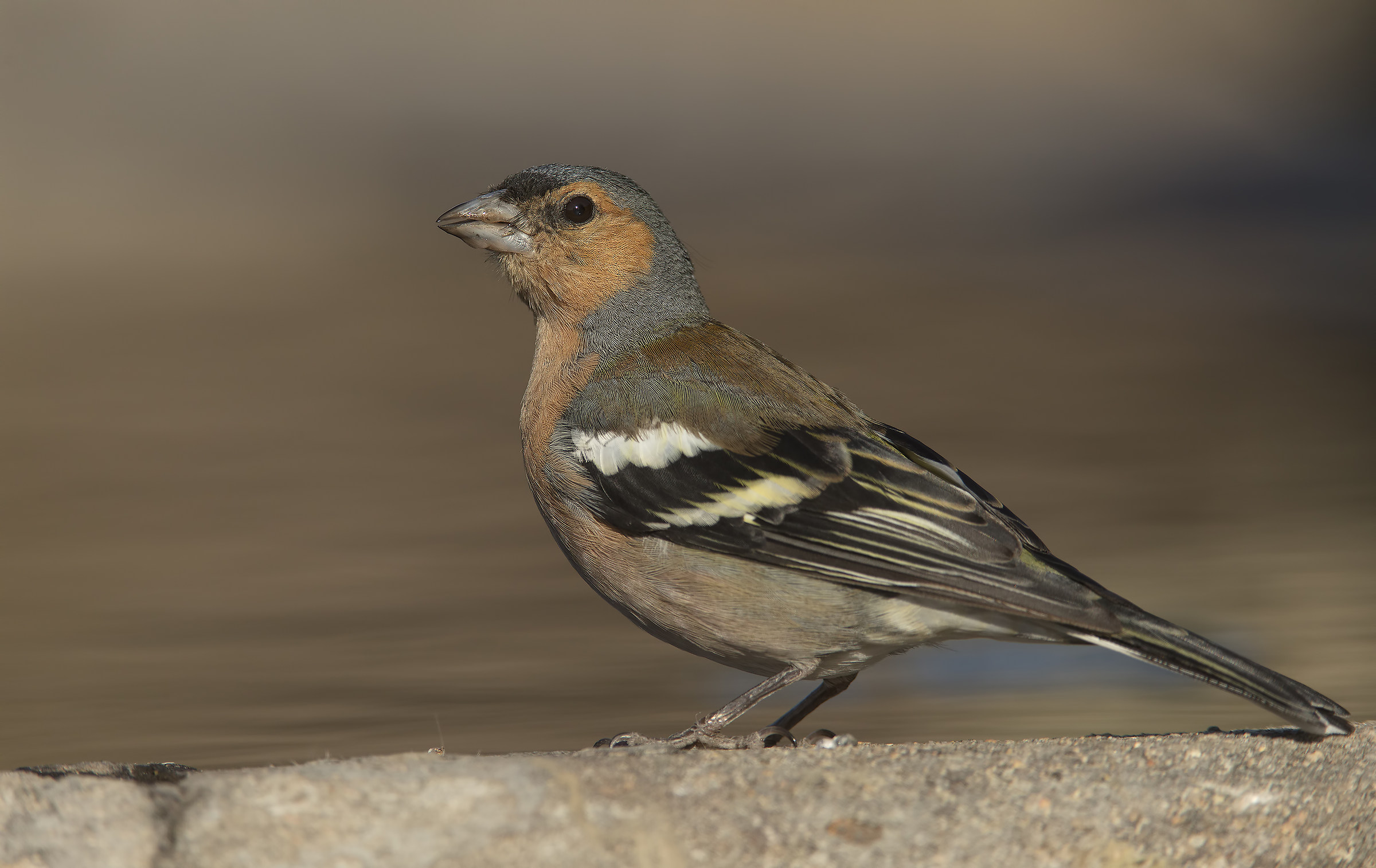 fringuello ( fringilla coelebs)