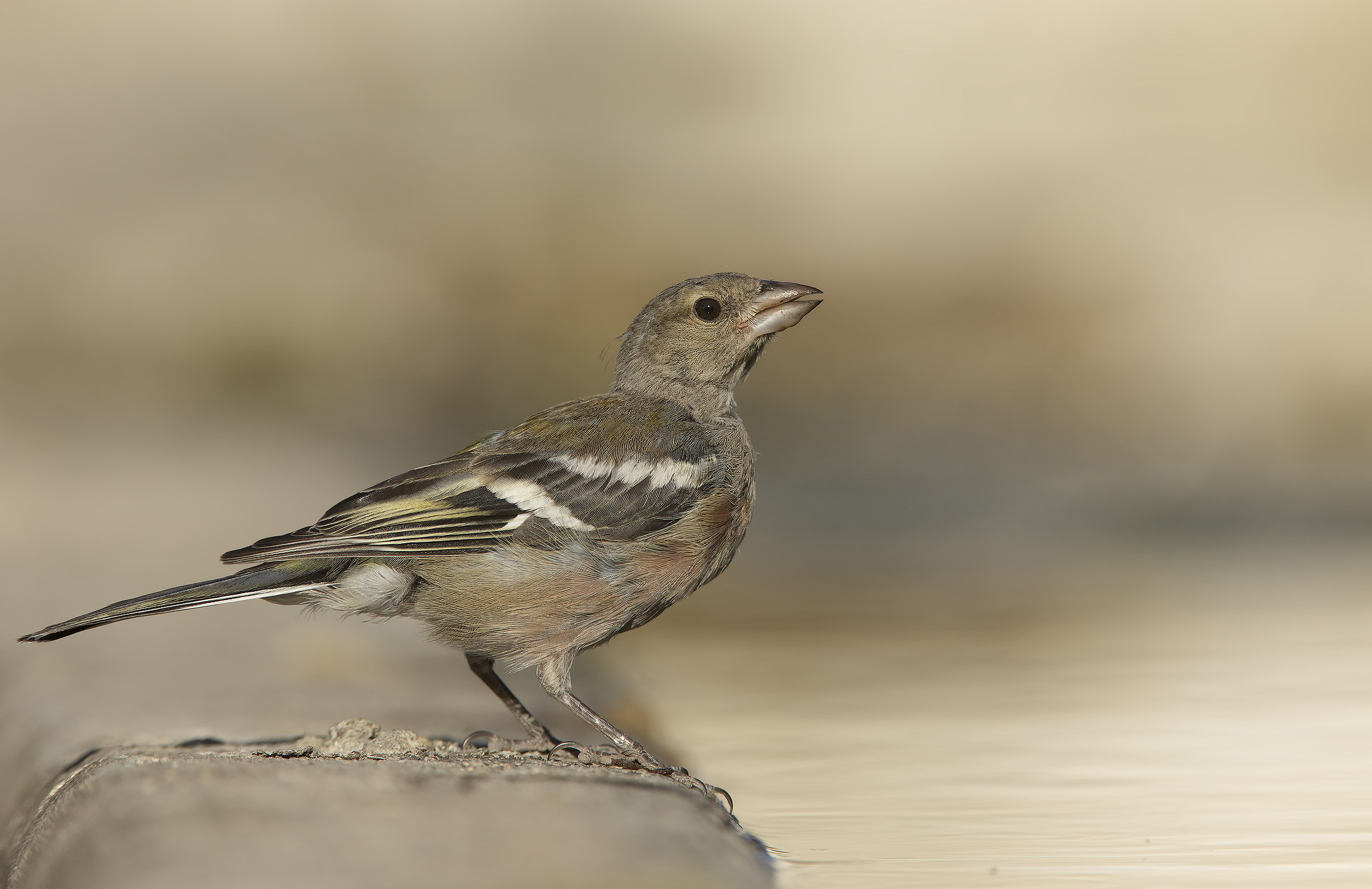 fringuello (fringilla coelebs)