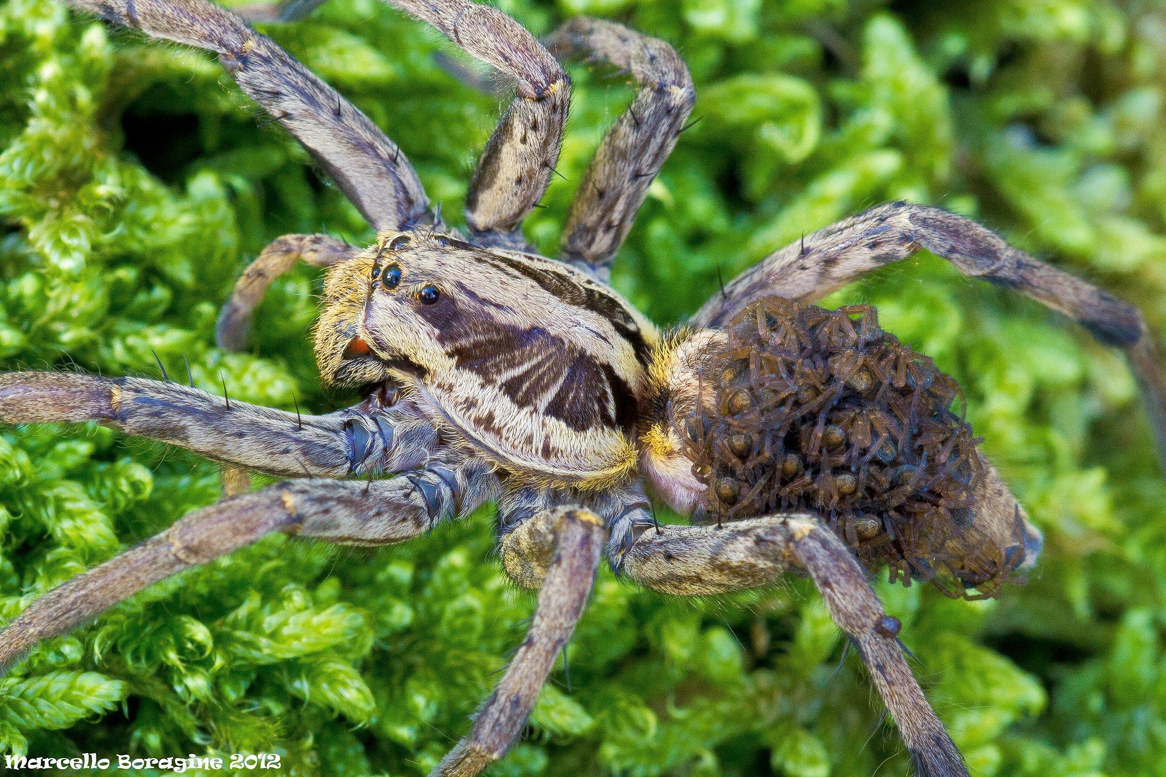 Hogna radiata, con figli a carico :-)