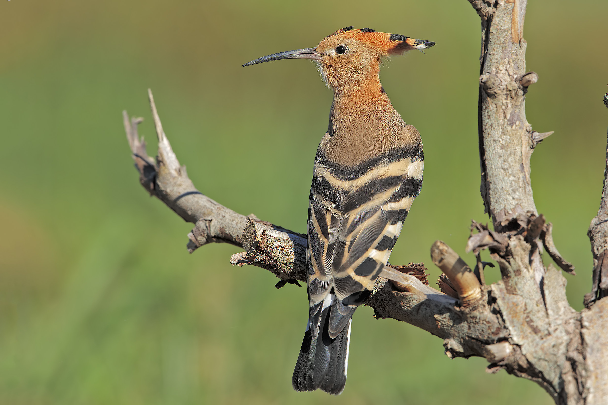 Hoopoe