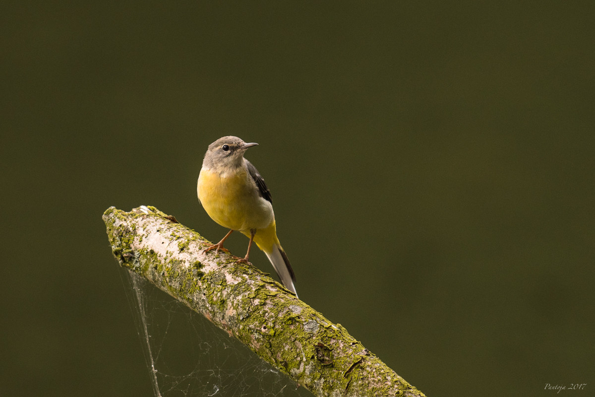 Grey wagtail