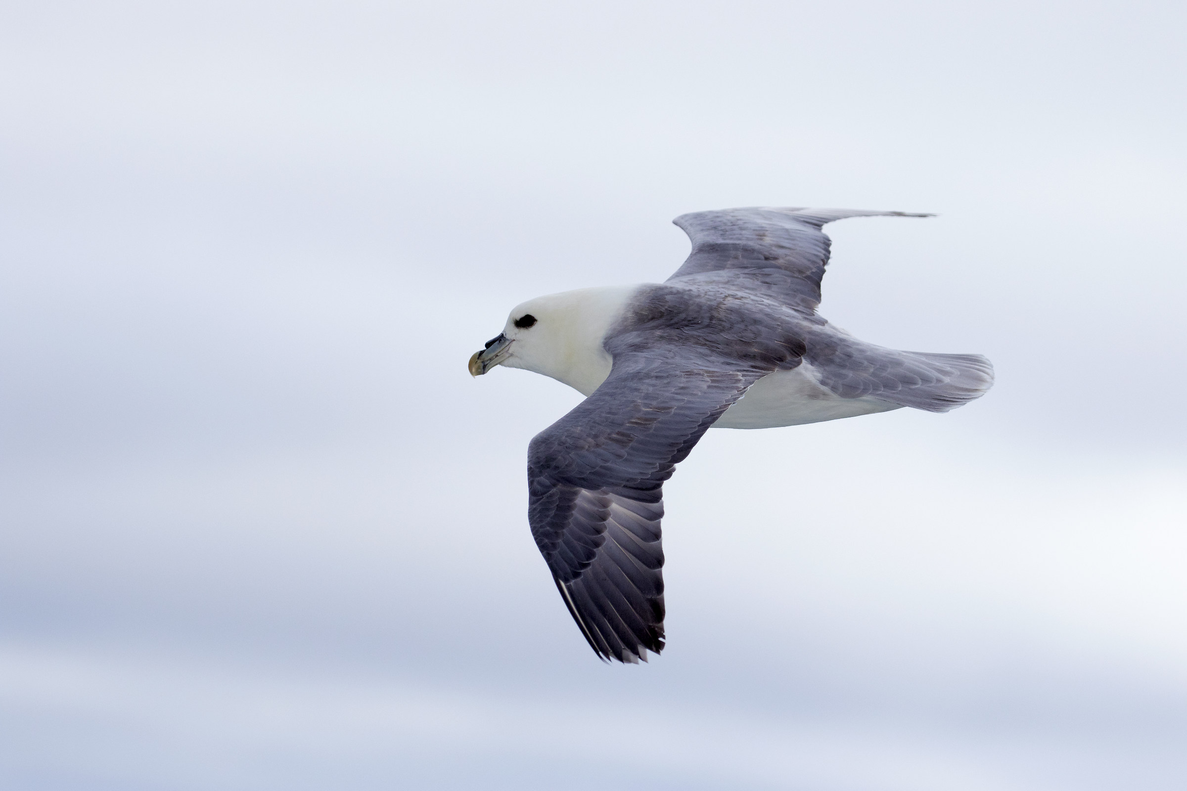 Fulmar