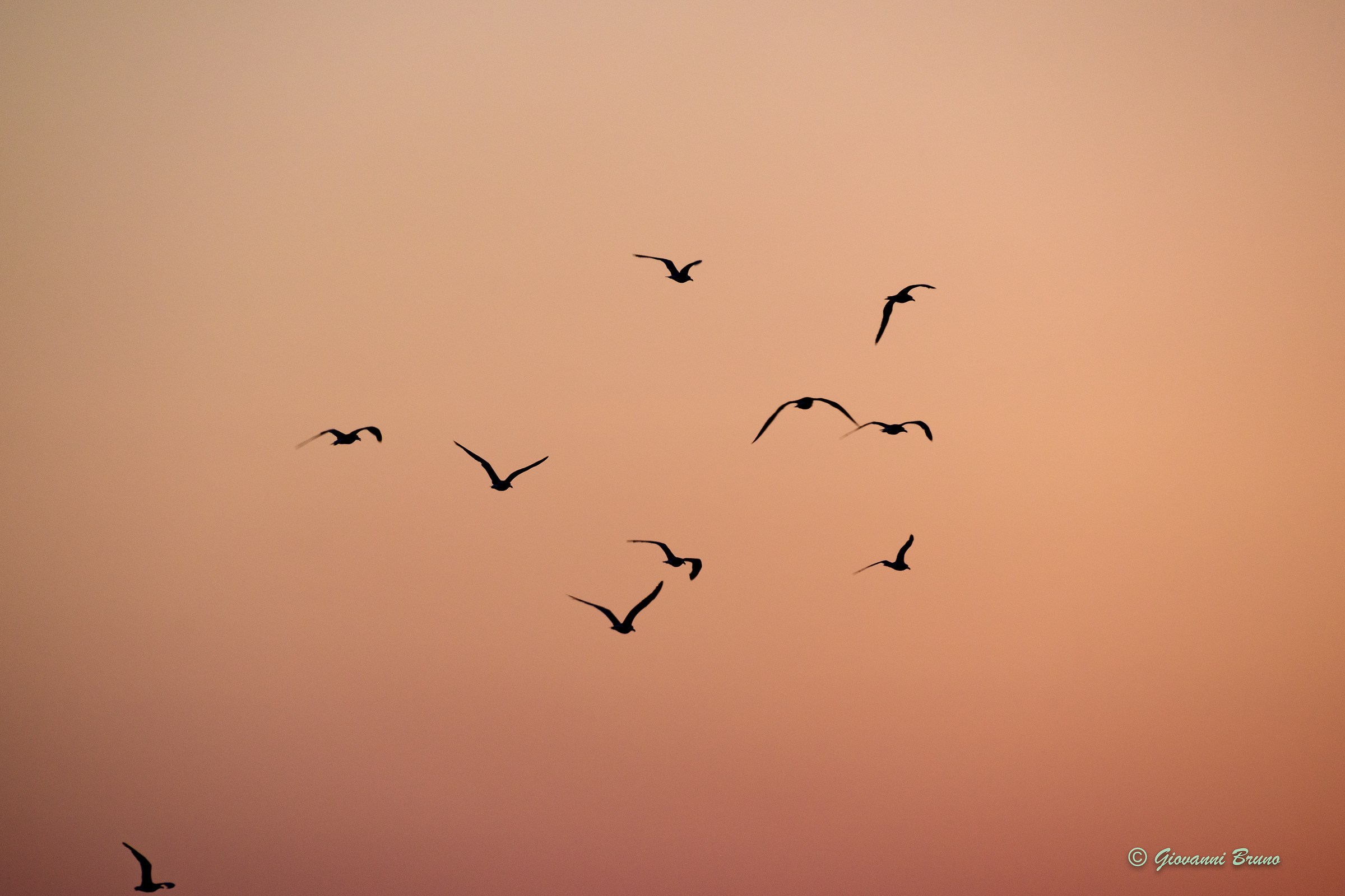 Flight to the east at sunset