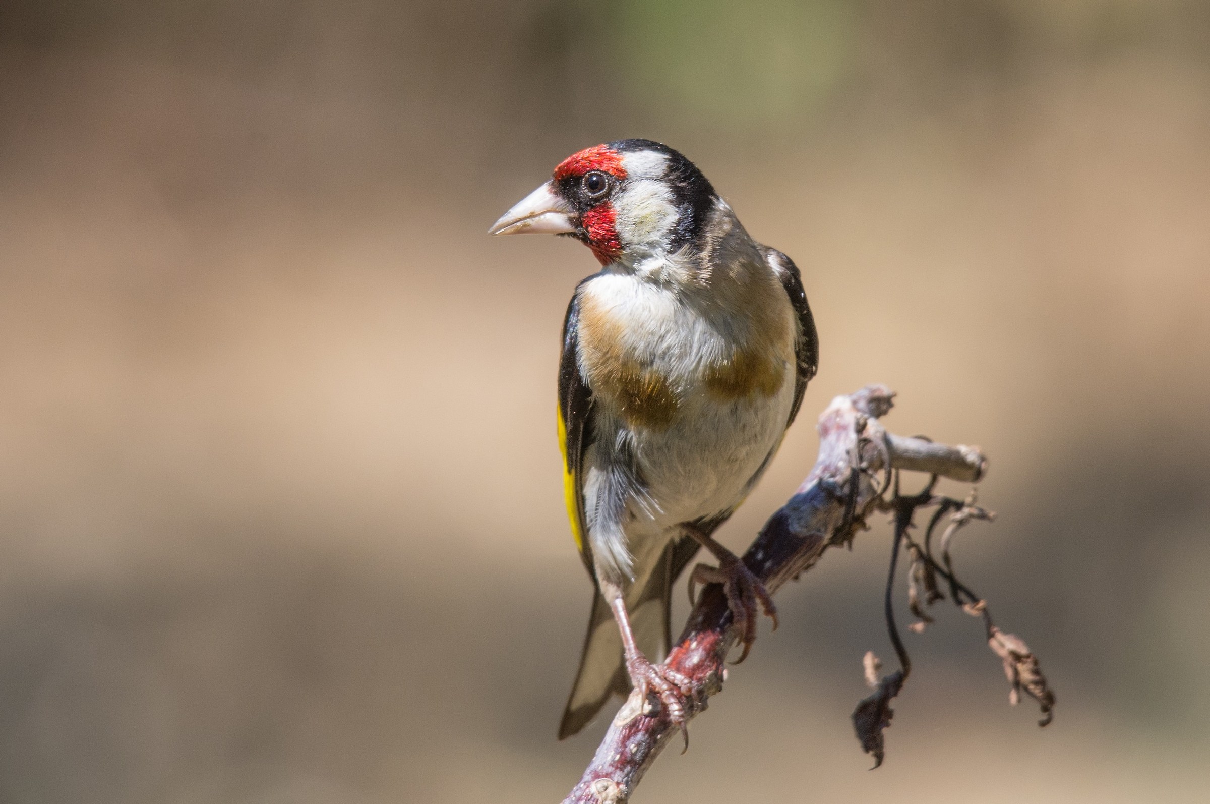goldfinch