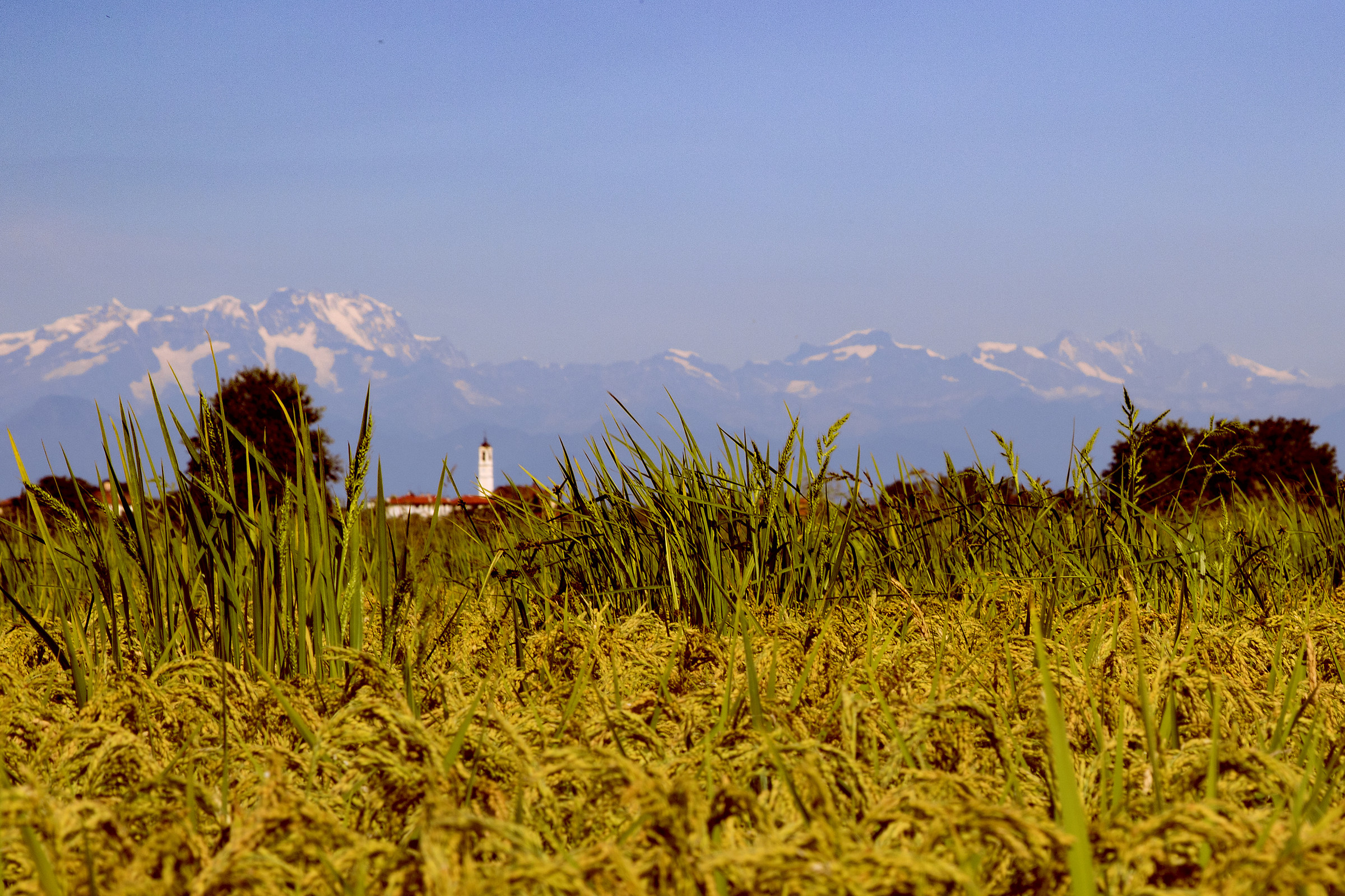 Riso, Campanile e Monte Rosa