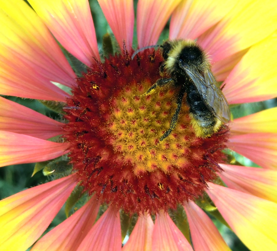 s.t. fotocamera Casio ex-h15