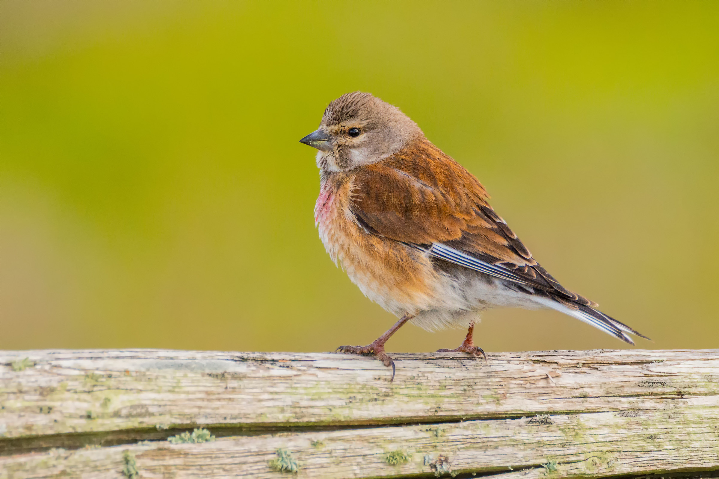 Linnet