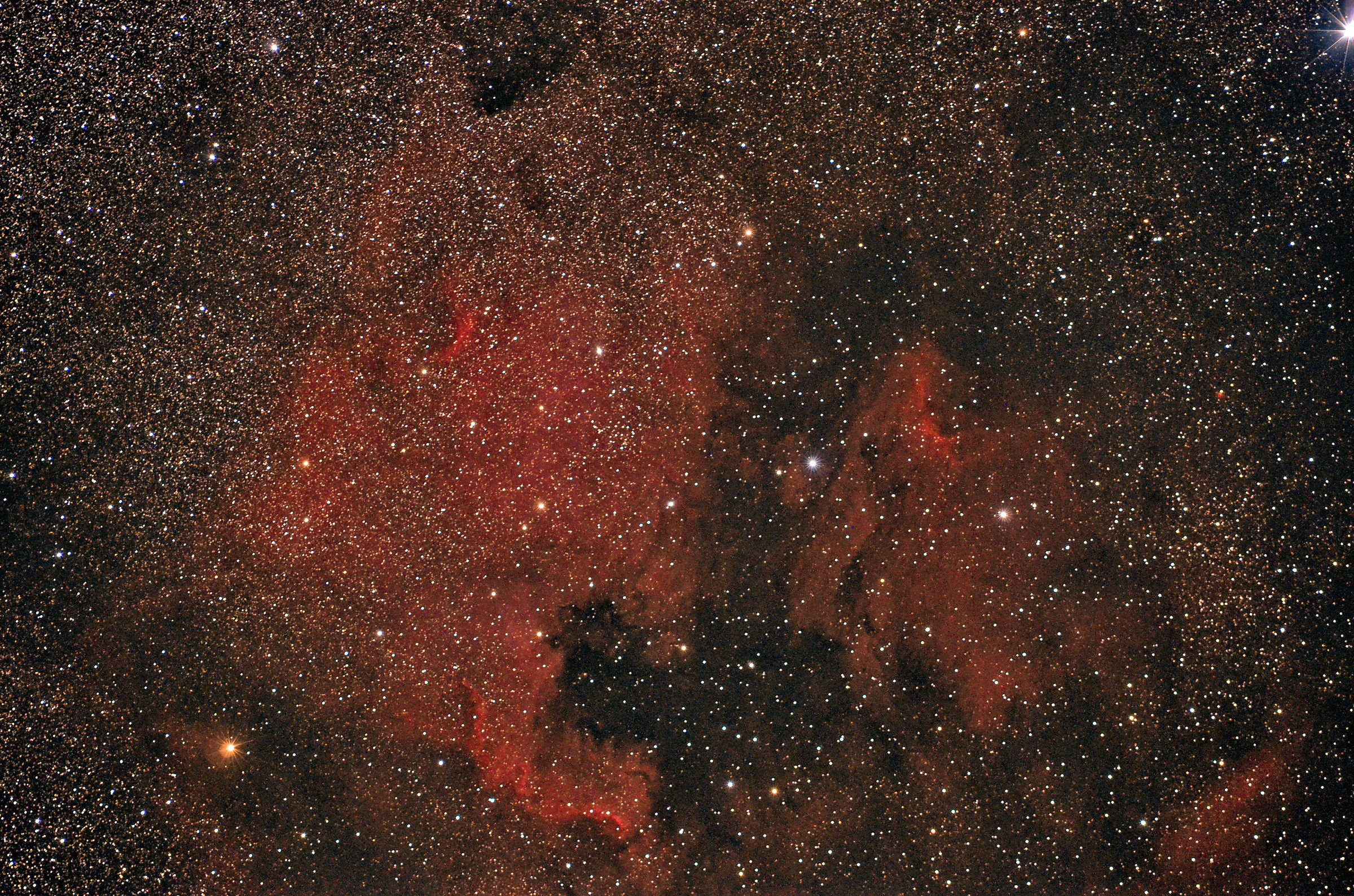 Nord america e pellicano! !