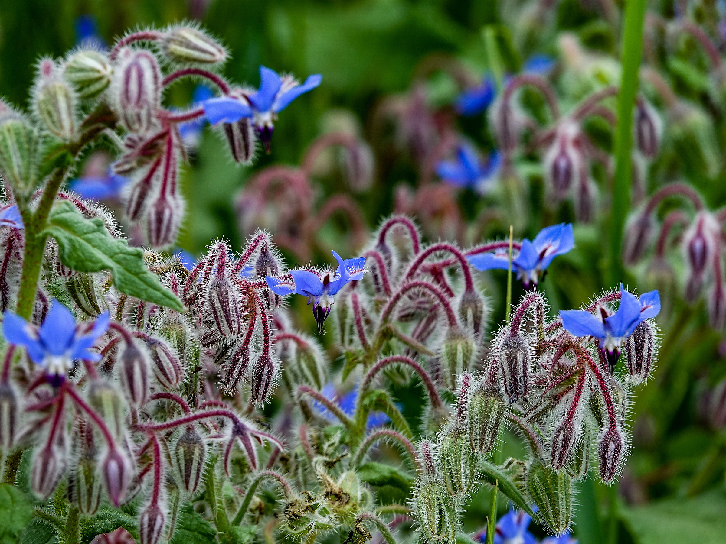 fiori di borraggine.
