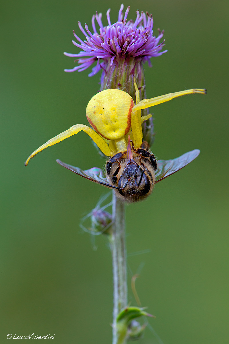 Tomiside with dinner