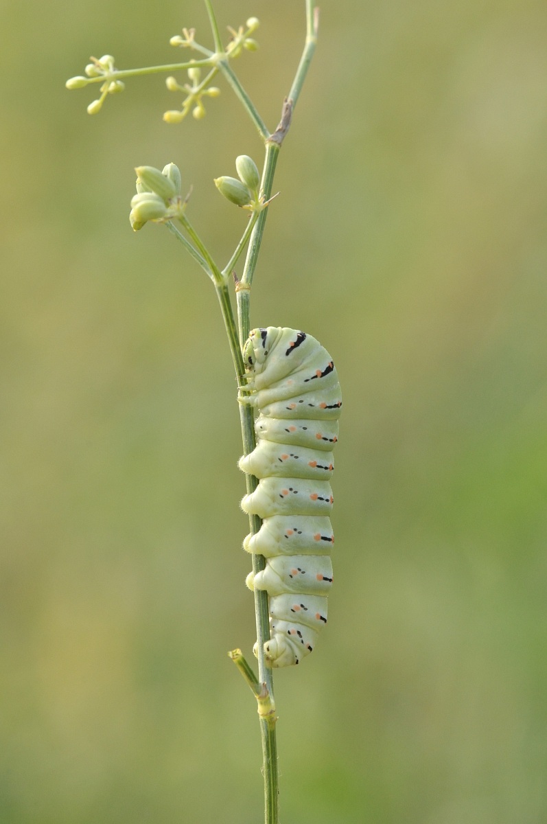 Caterpillar macaone1