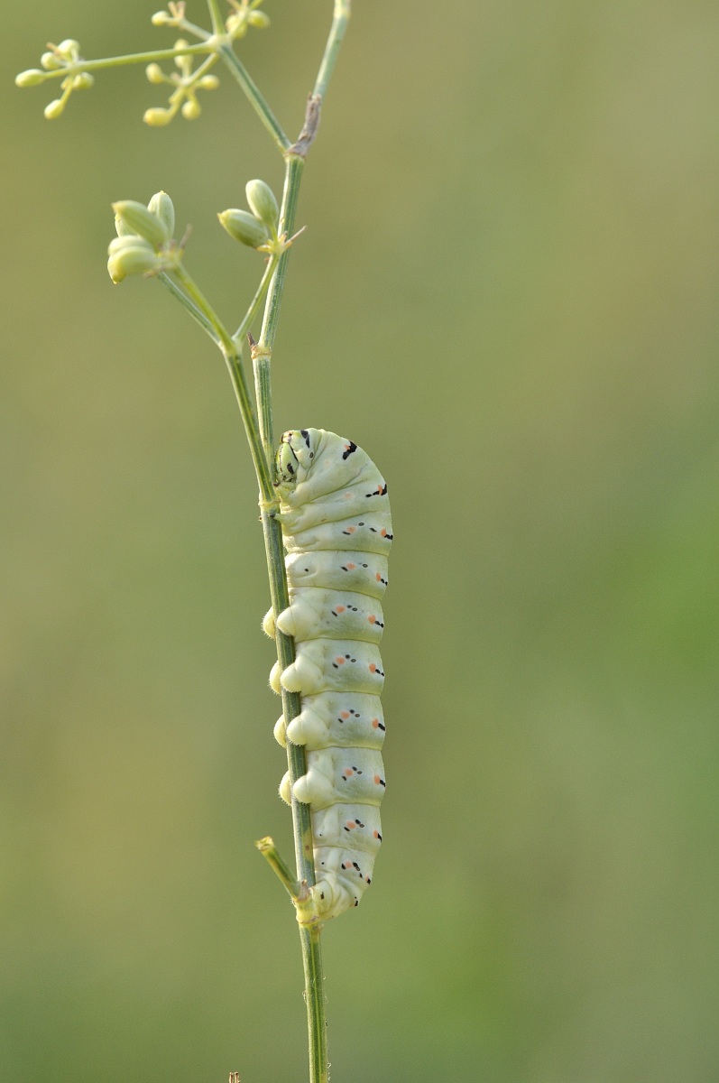 Caterpillar macaone2