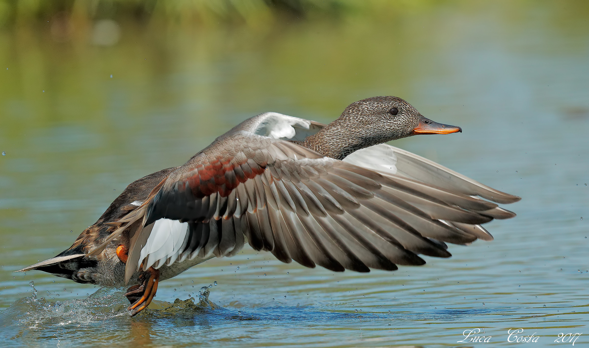 Canapilla on departure