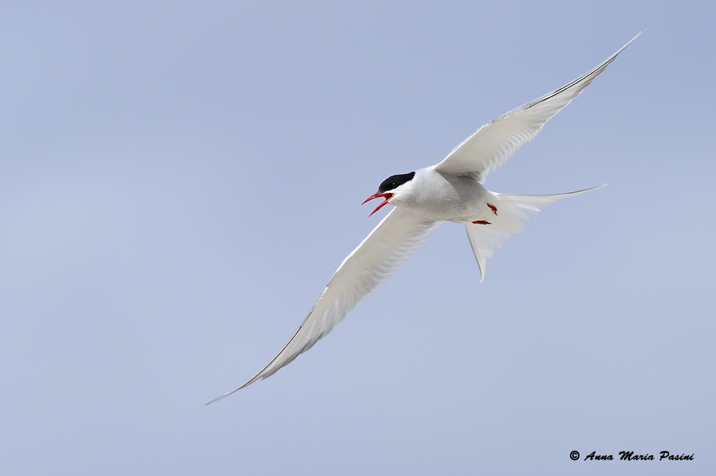 Arctic tern