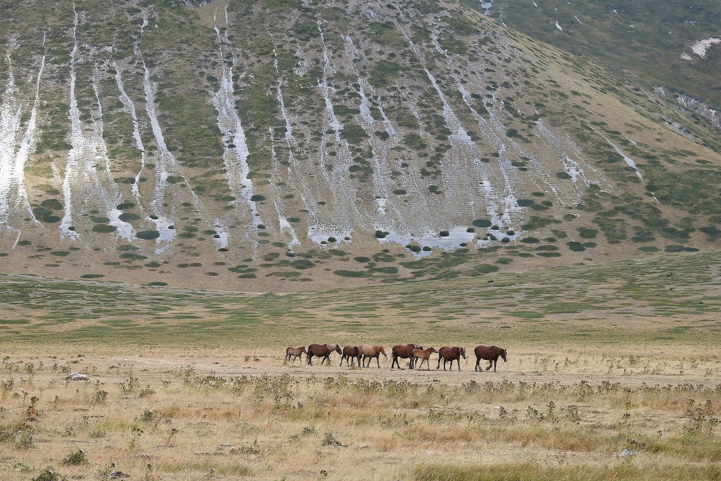 cavalli allo stato brado