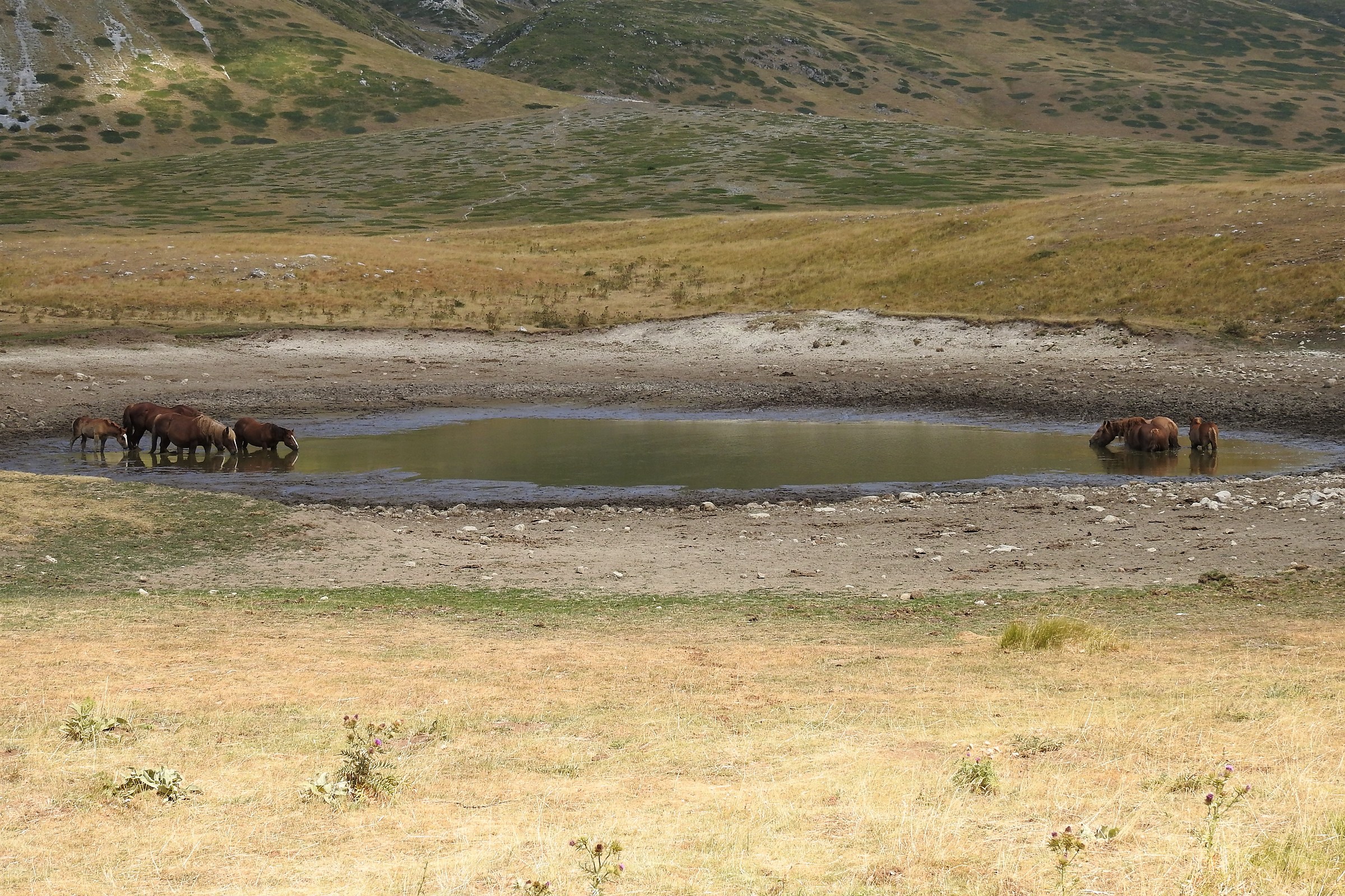 Horses in the brado-watering state