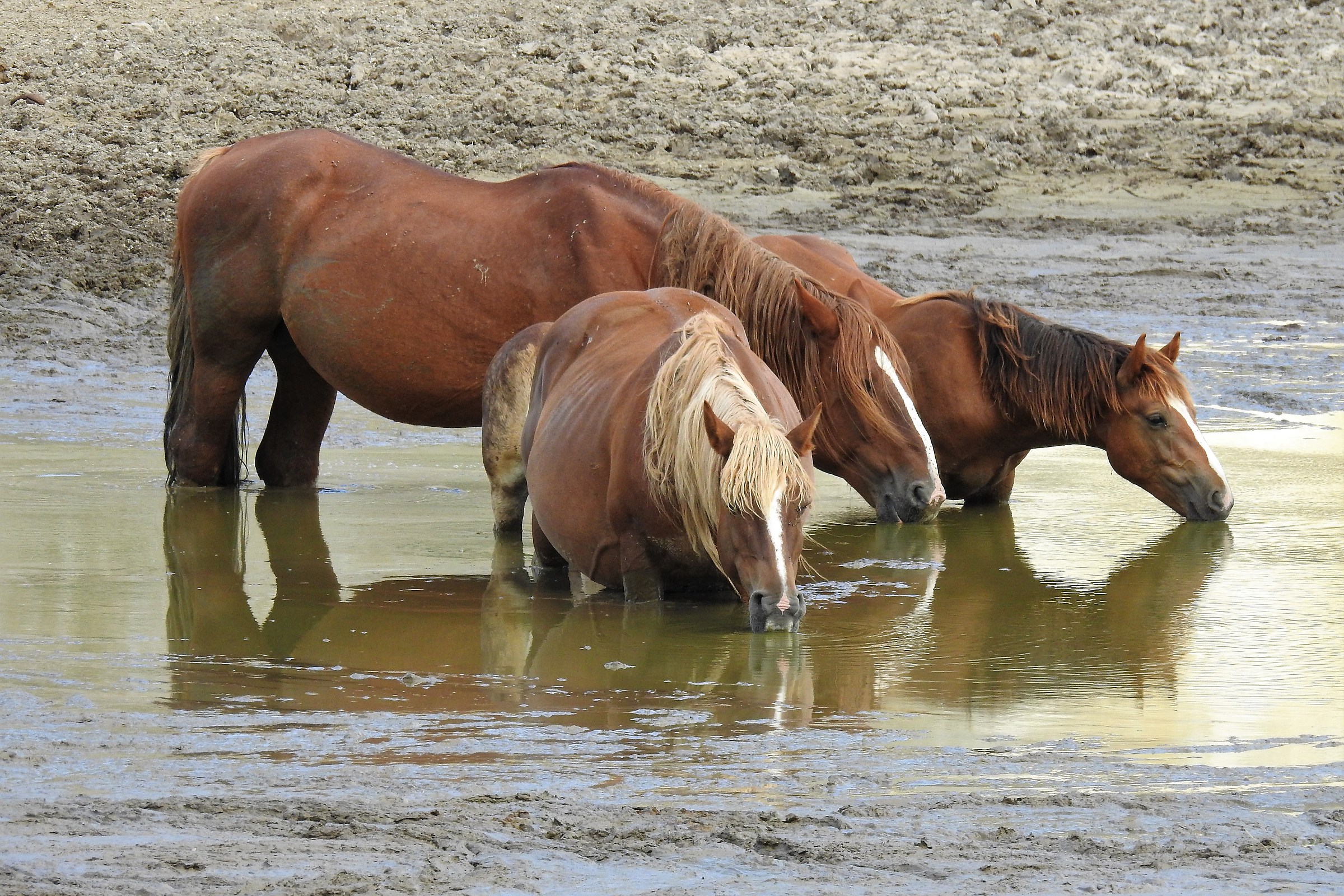 cavalli allo stato brado- abbeveraggio