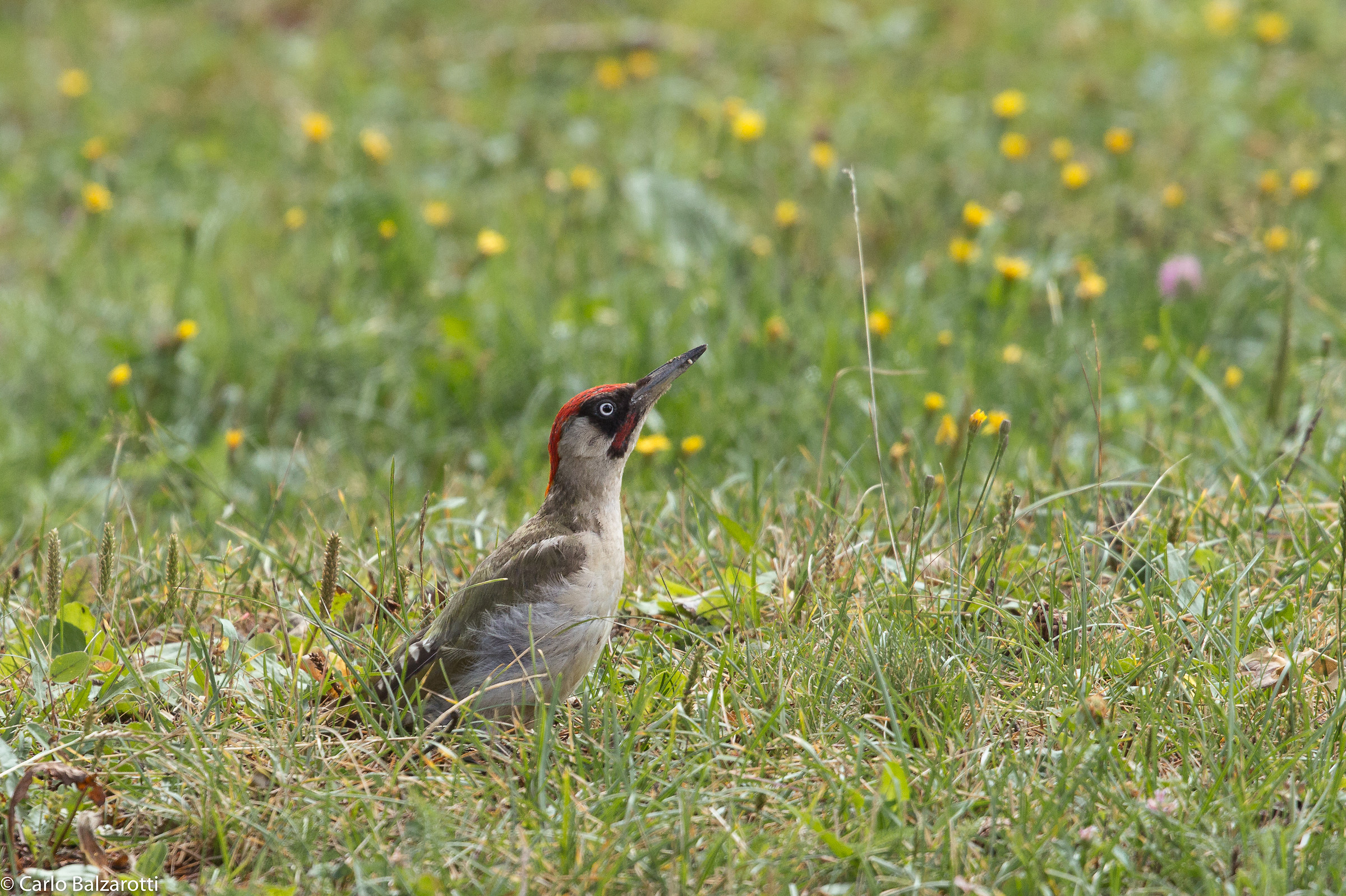 Green woodpecker