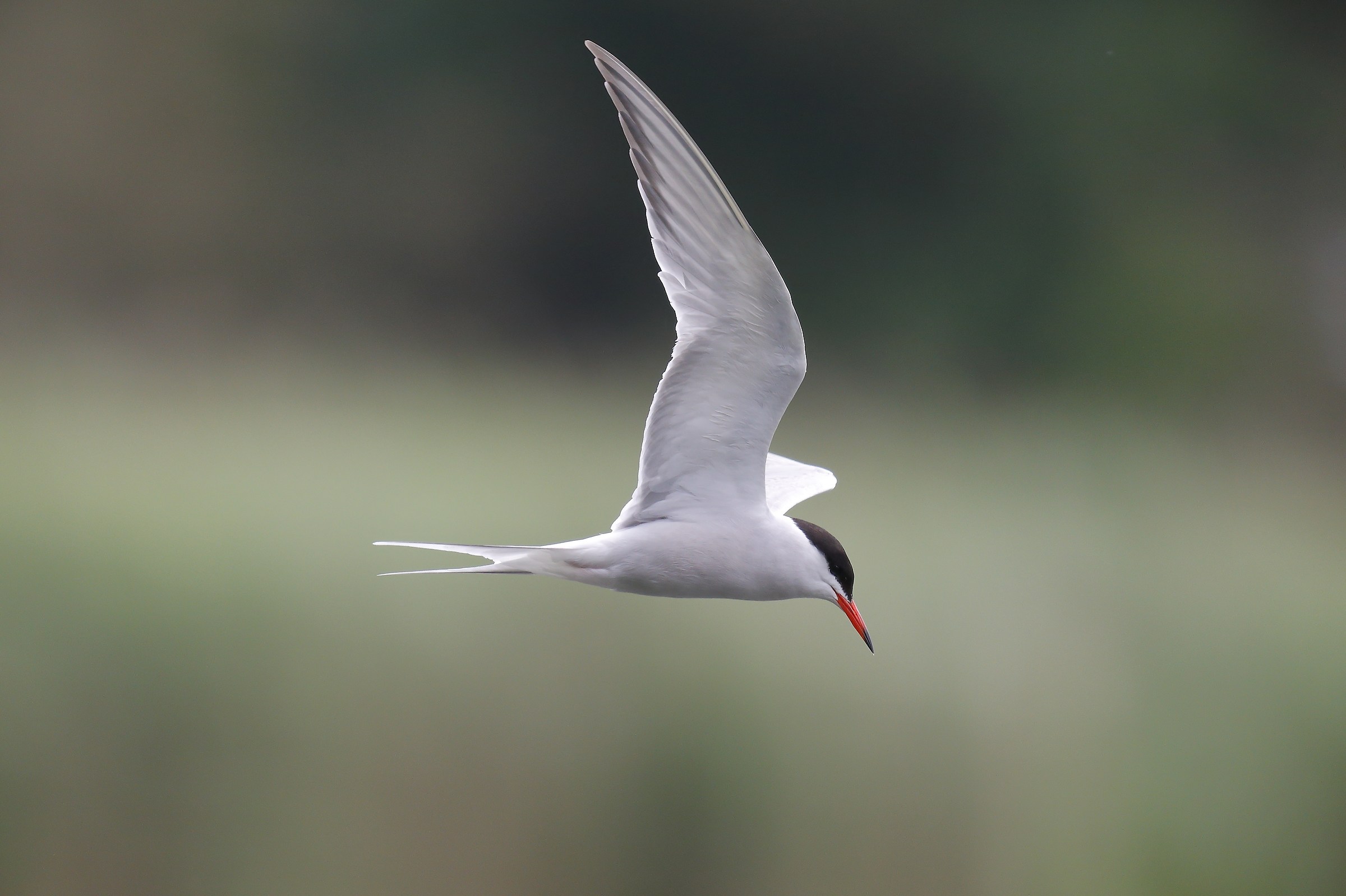 Tern comune