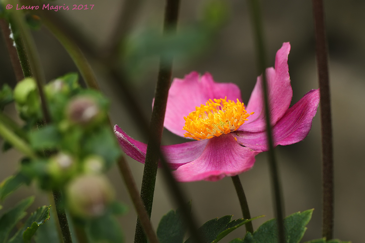 Anemone autunnale Lady Diana