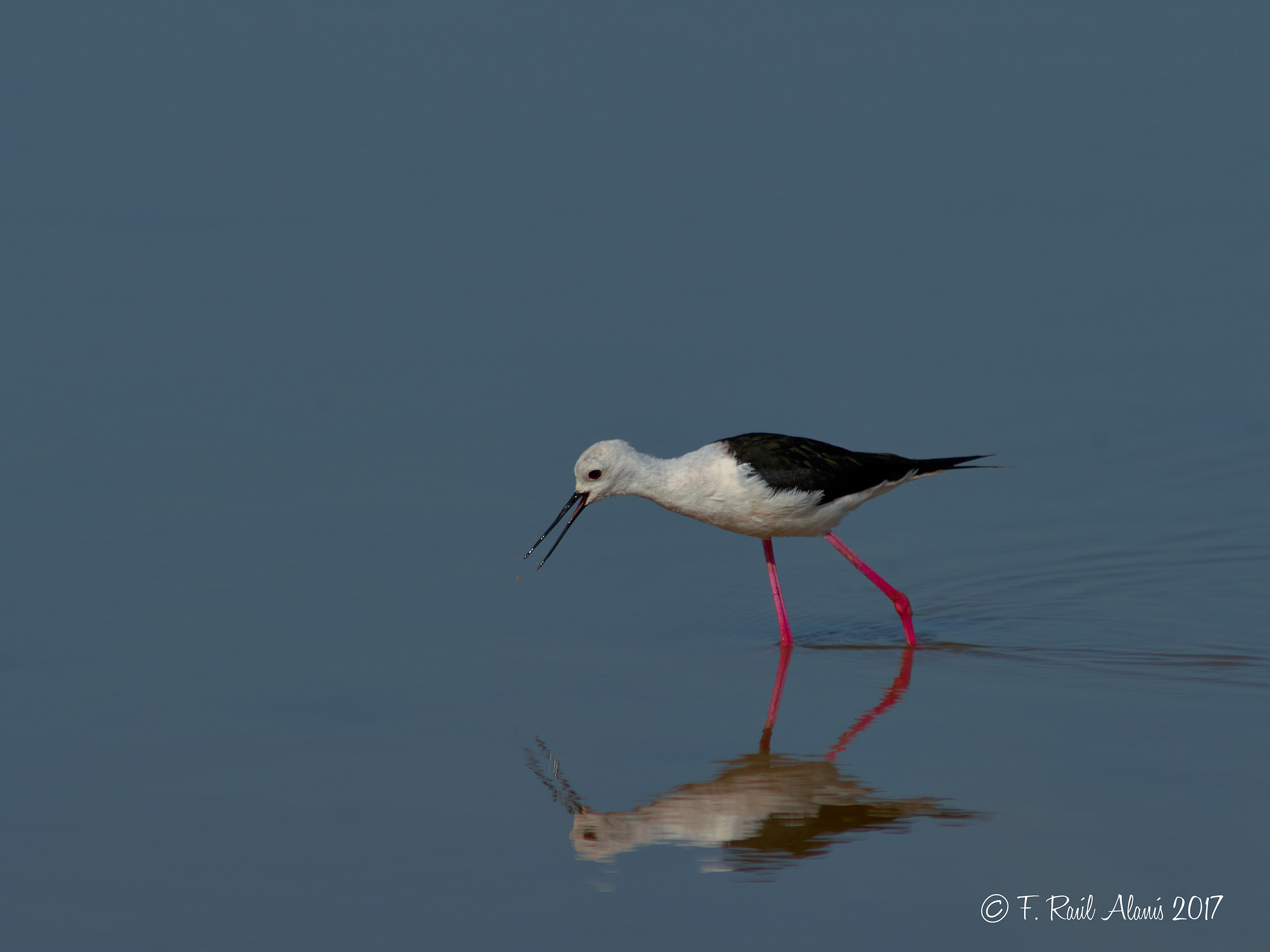 Cigueñuela alla ricerca di cibo