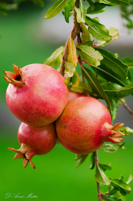 THE pomegranate
