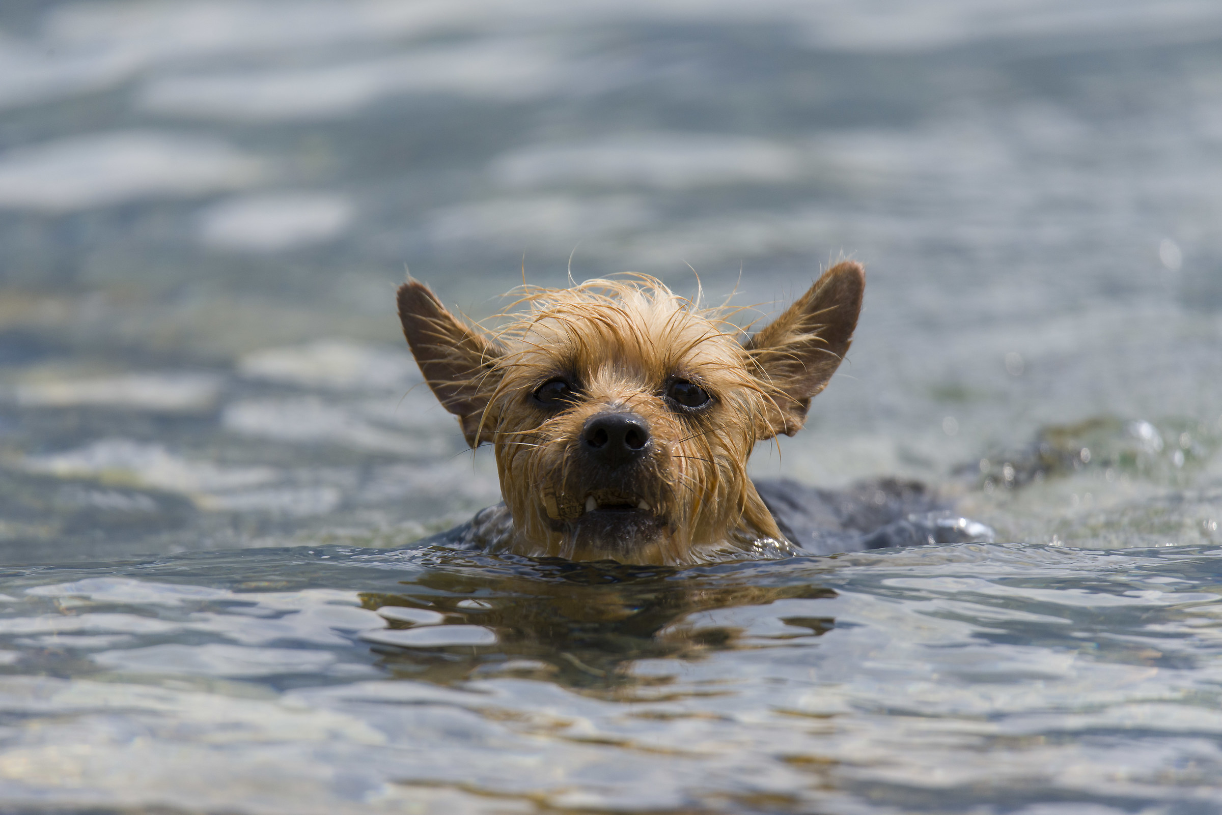 Il mostro di Loch Ness