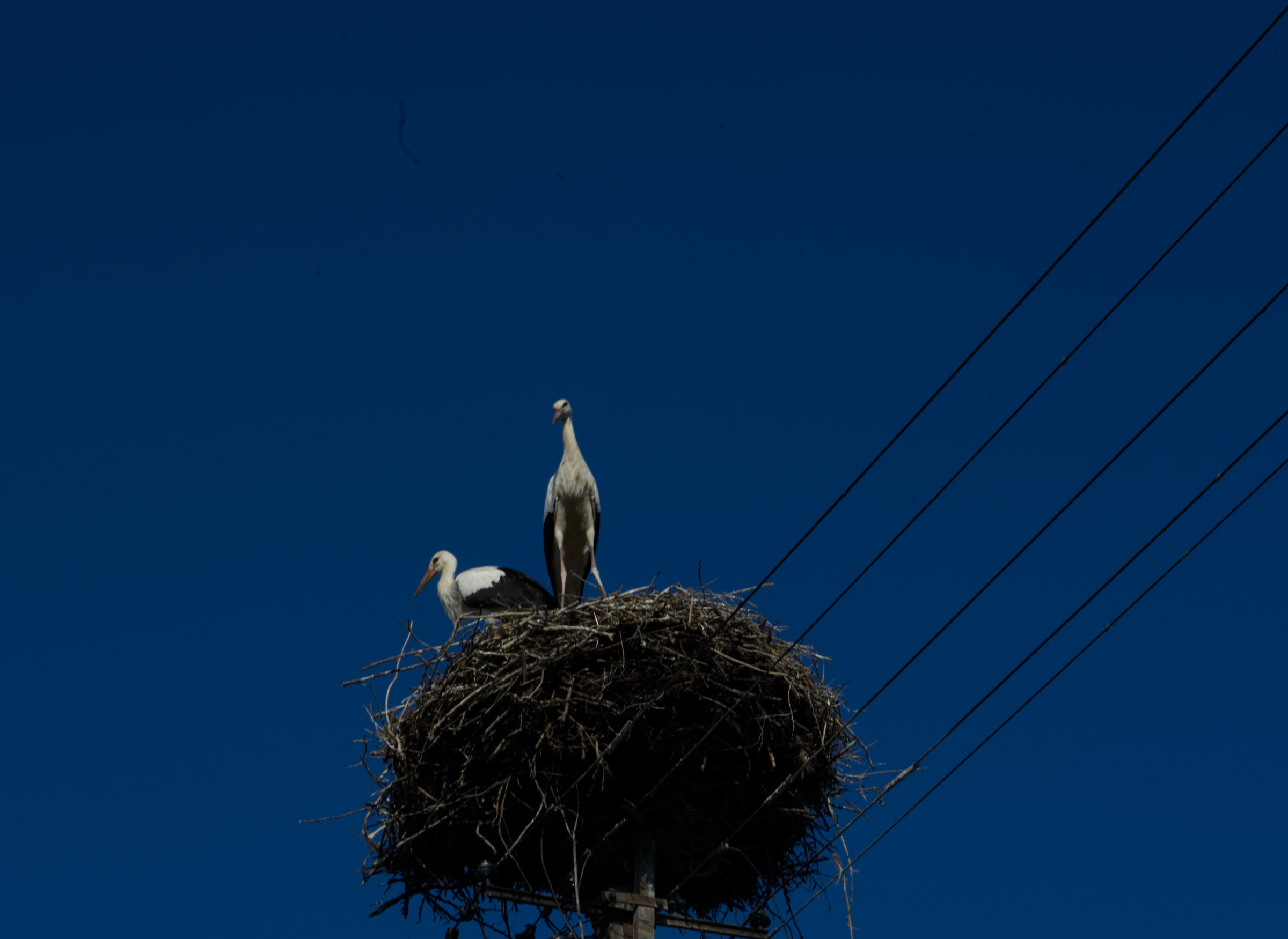 The Storks