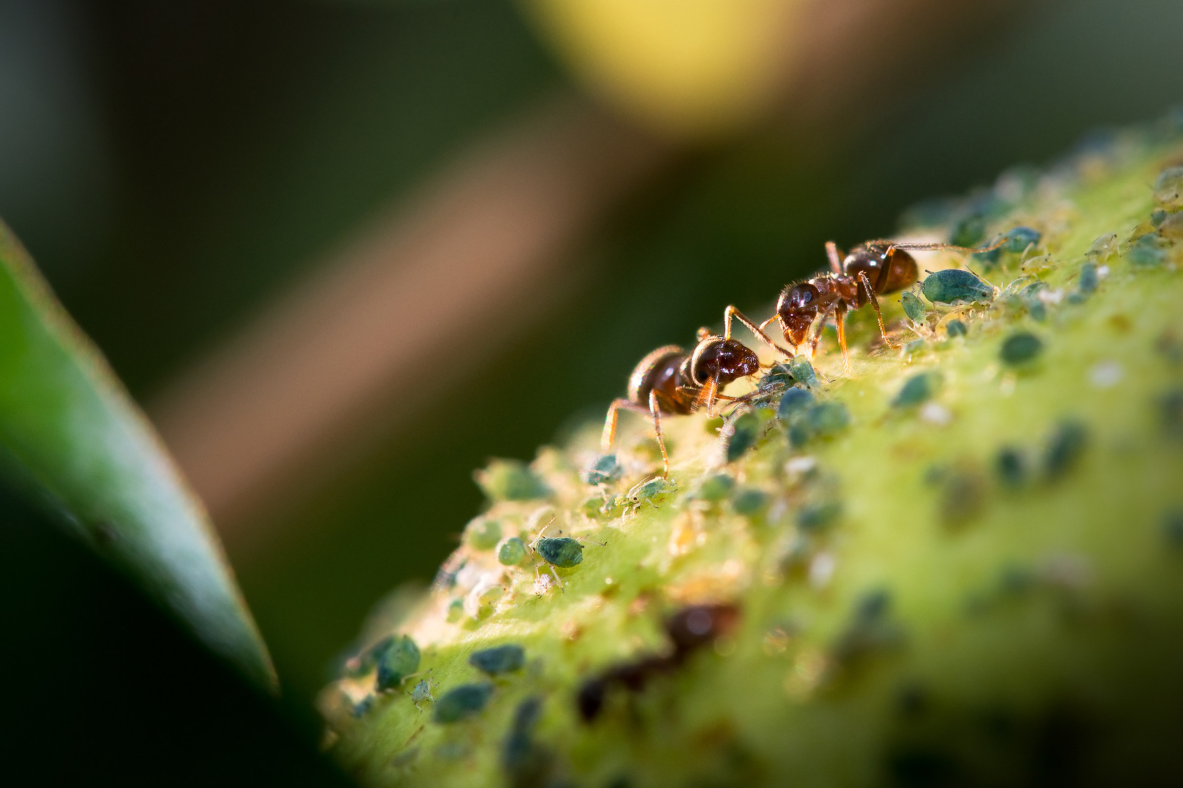 Aphids breeders worked