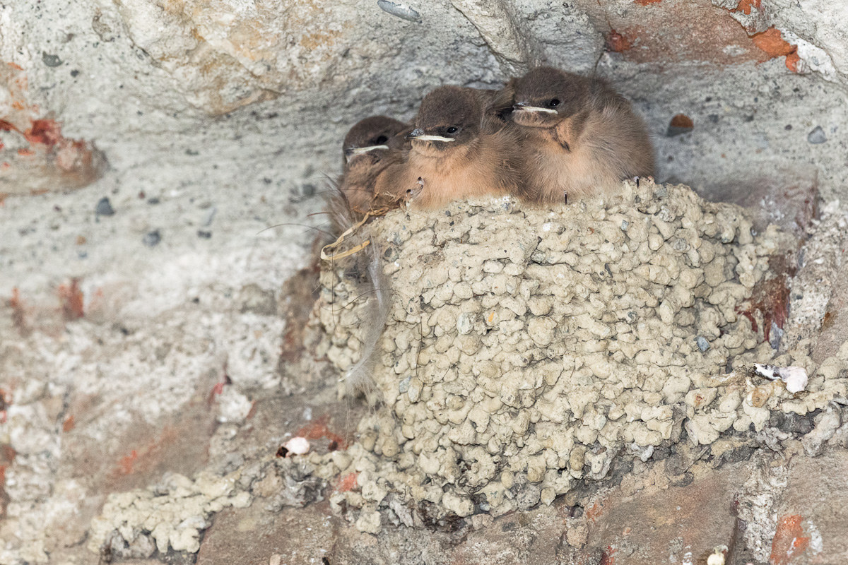 Mount Swallow Nidiacei ...