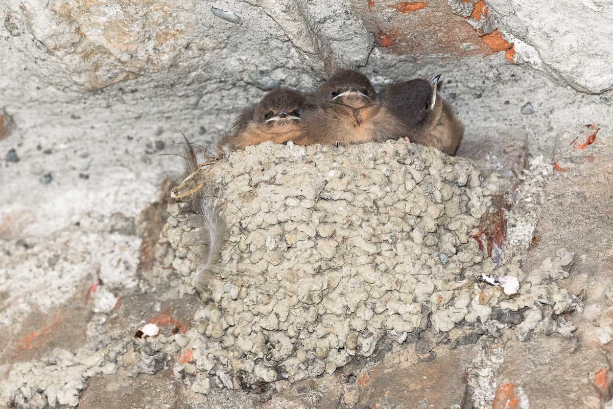 Mount Swallow Nidiacei ...