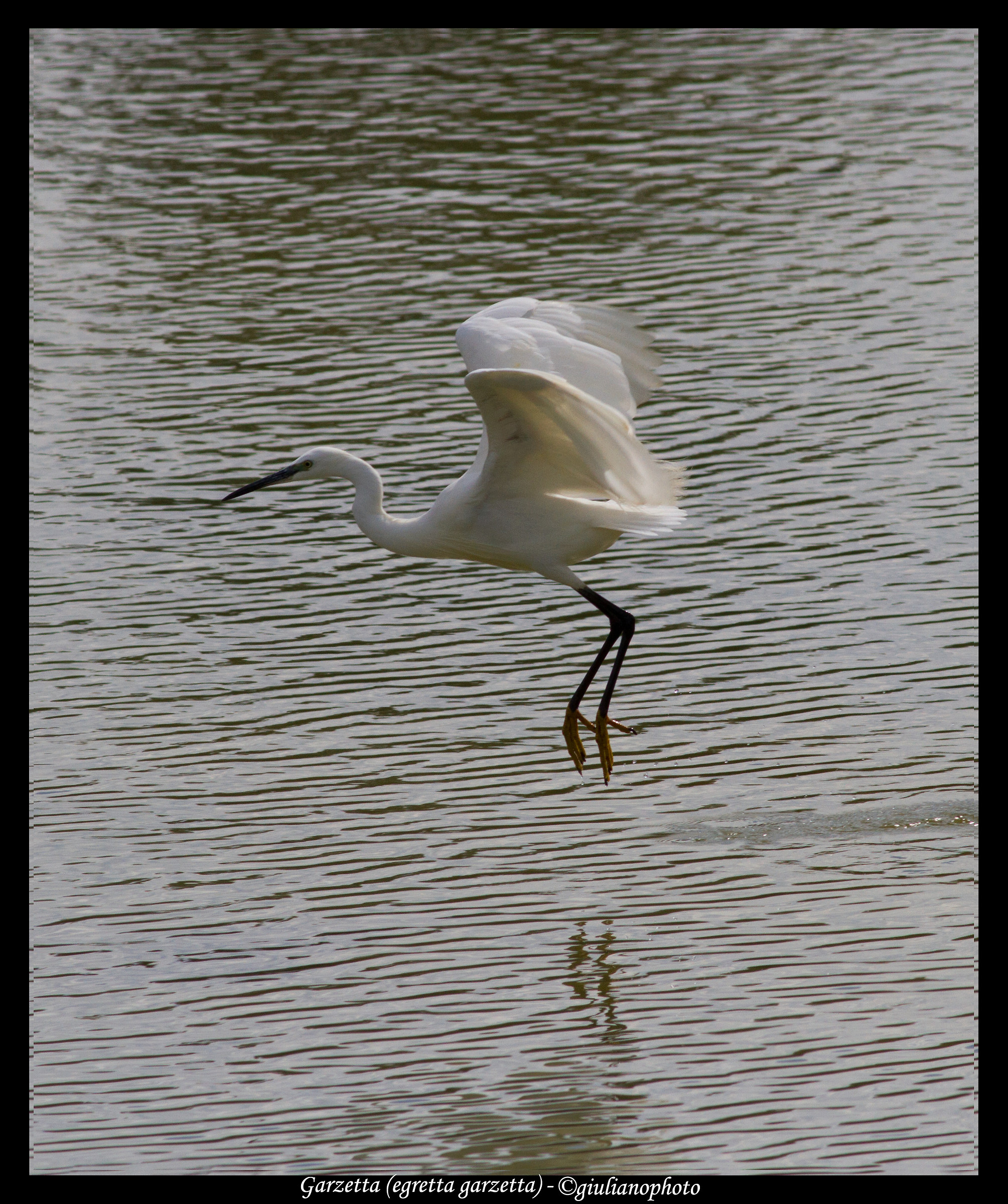 Egret