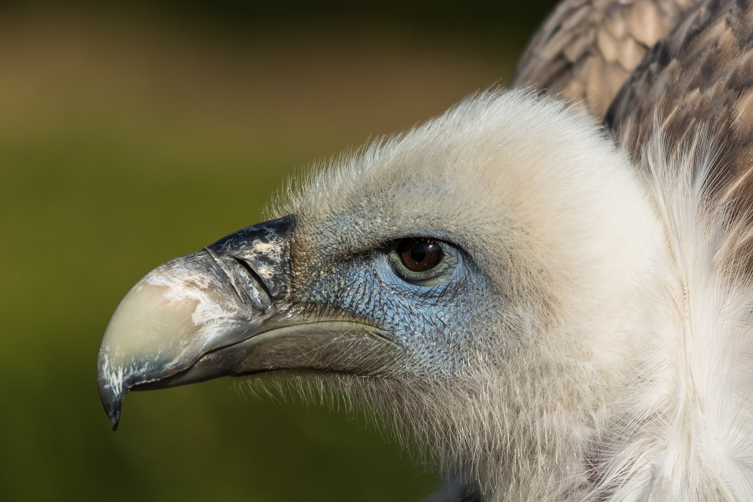 Himalayan vulture