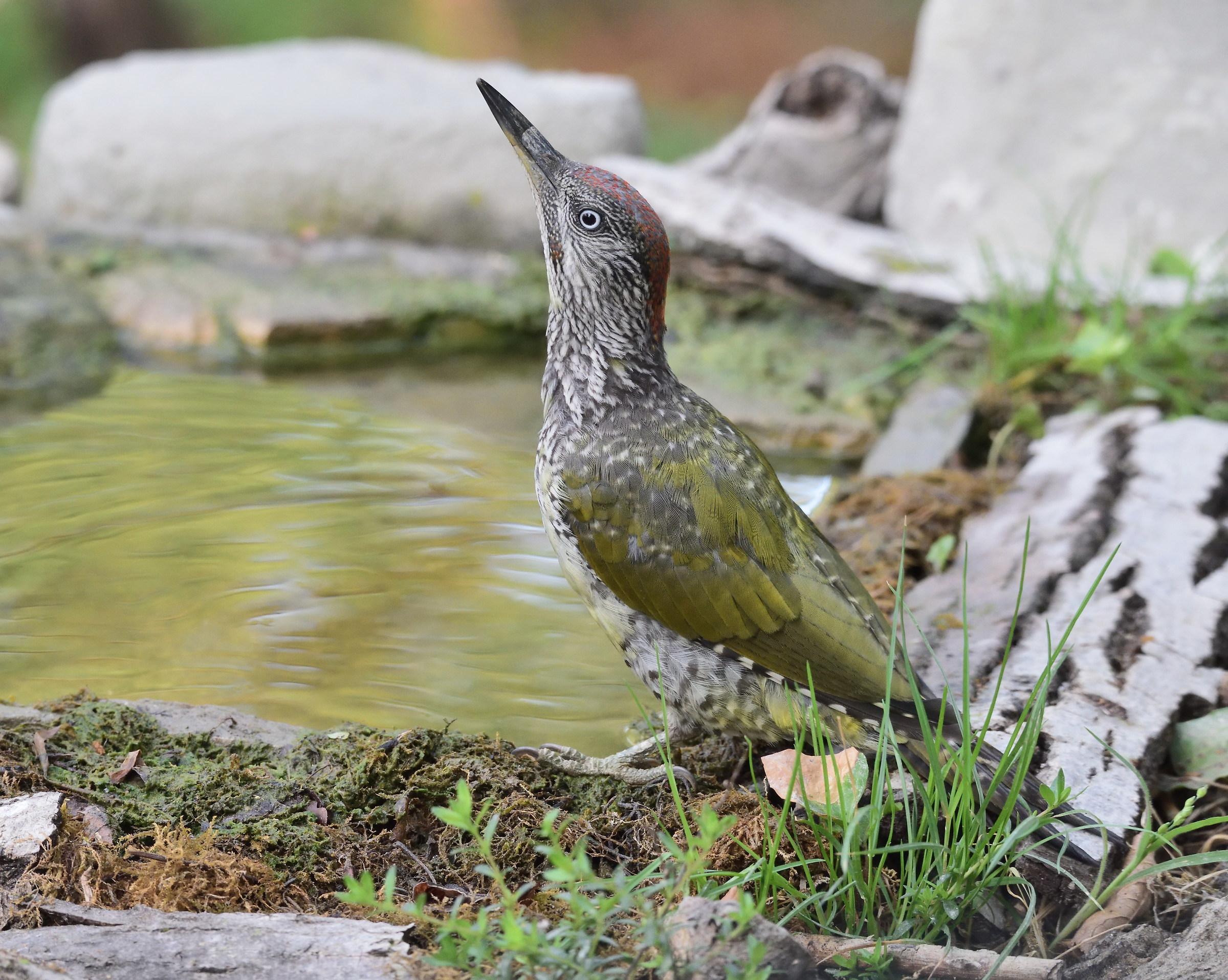 Green woodpecker