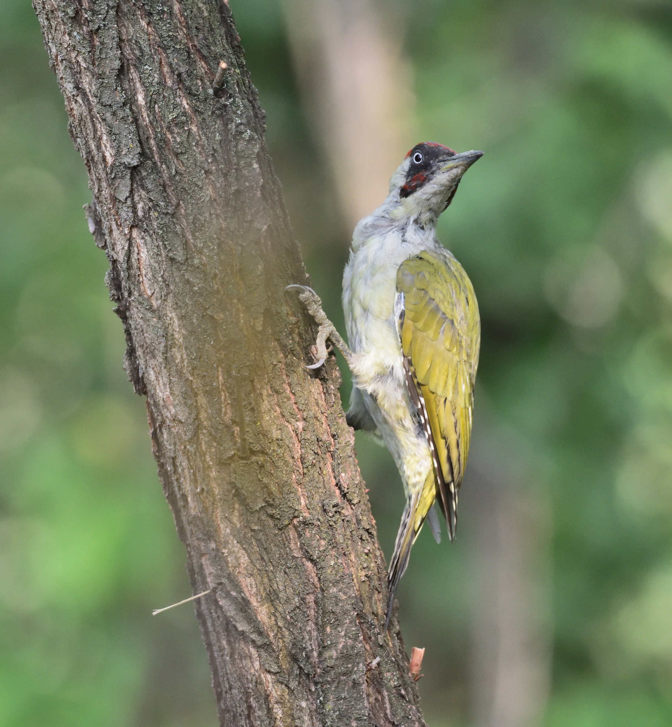 Green woodpecker