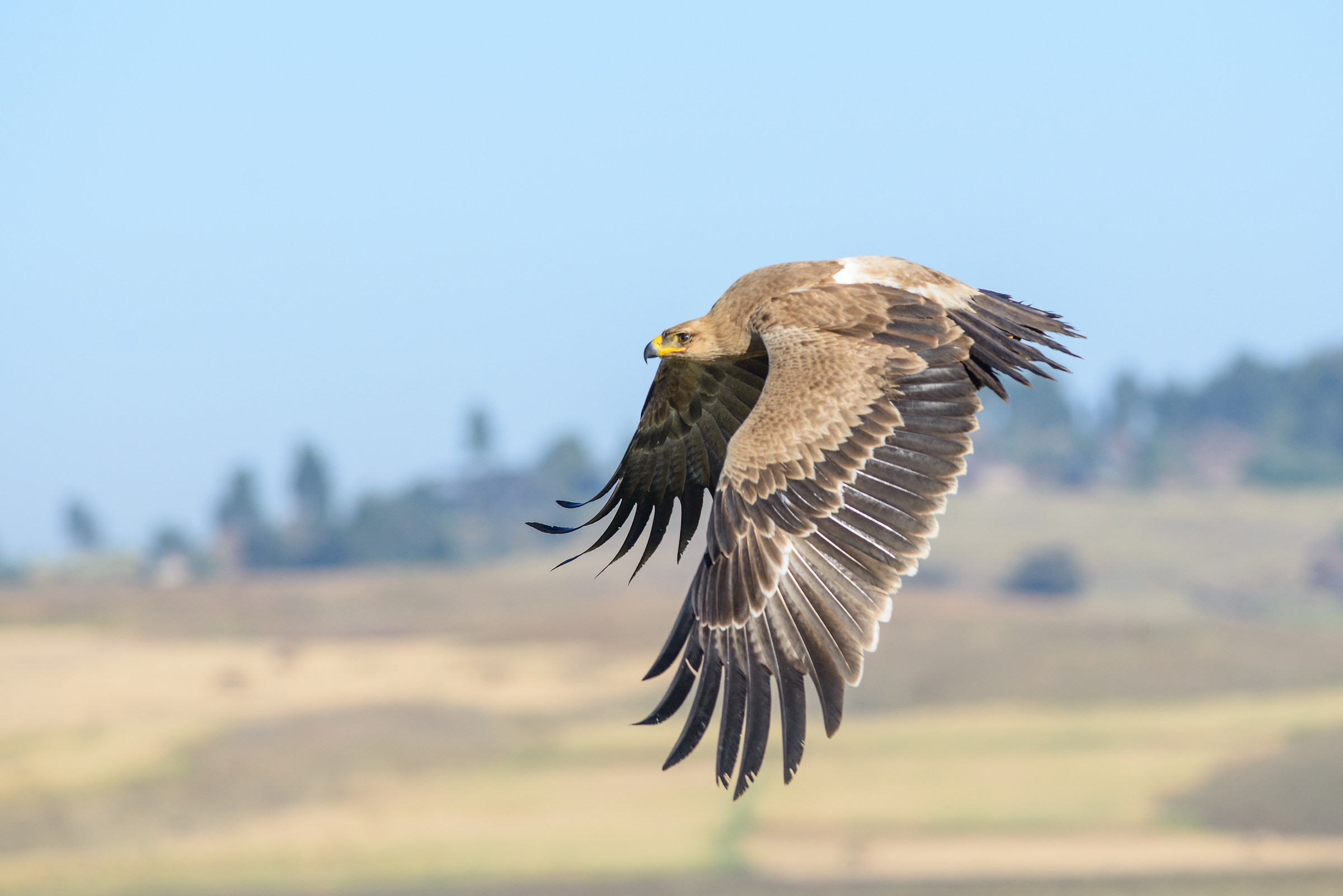Eagle rapax in flight in the Addis Ababa countryside