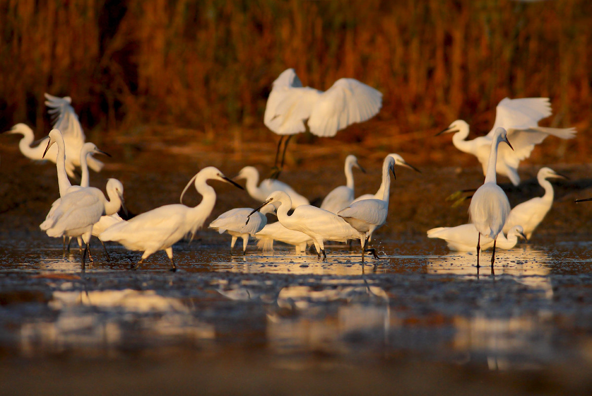 egrets