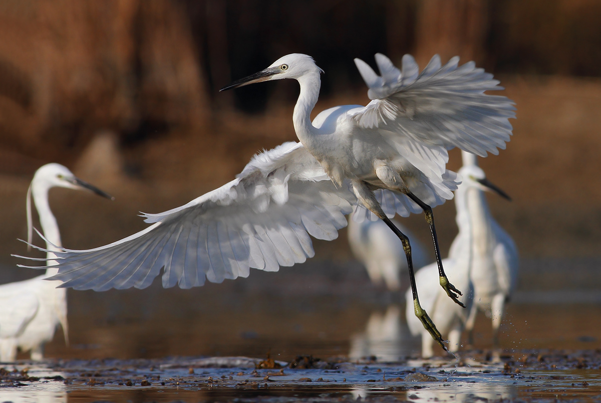 egrets