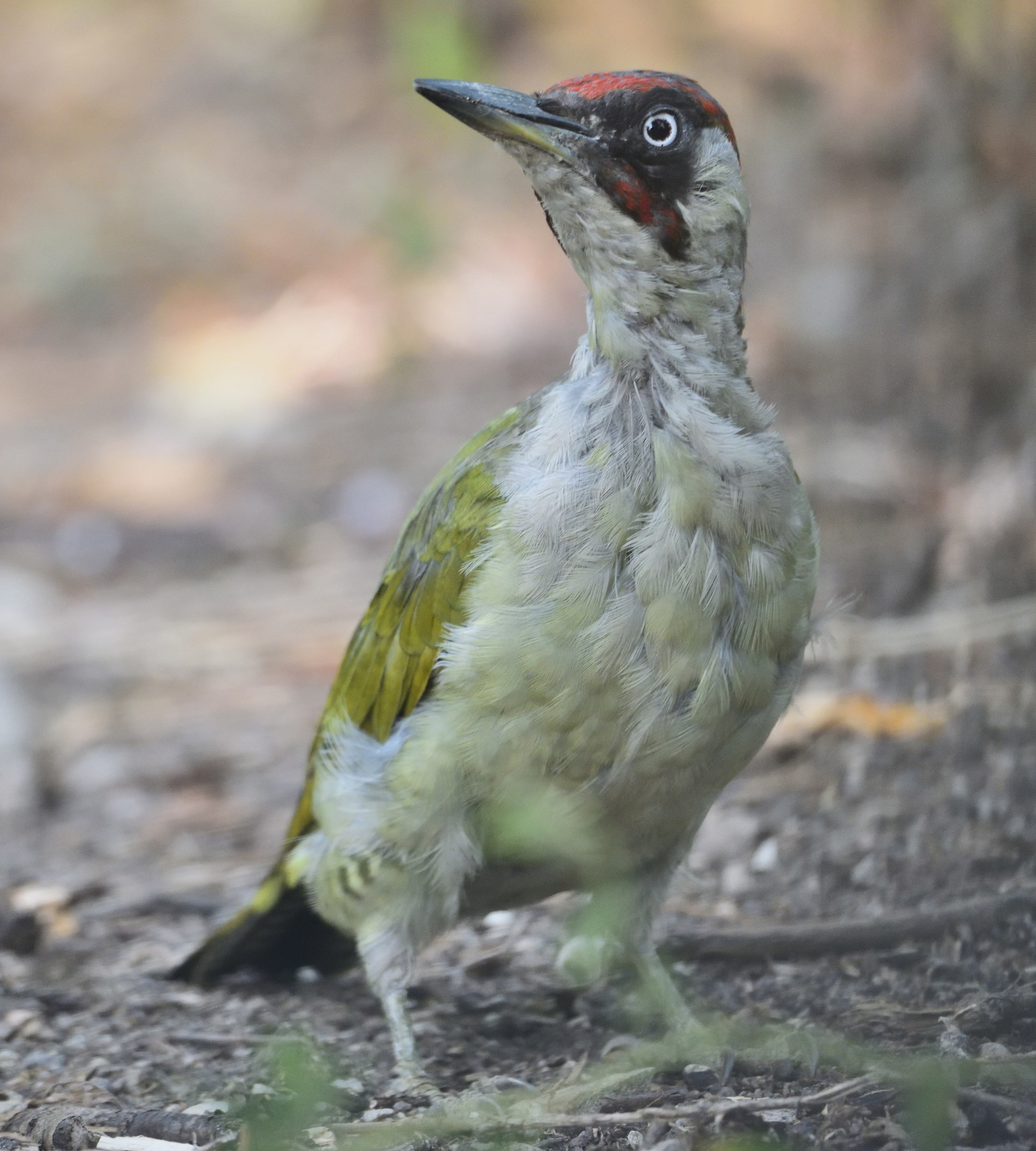 Green woodpecker