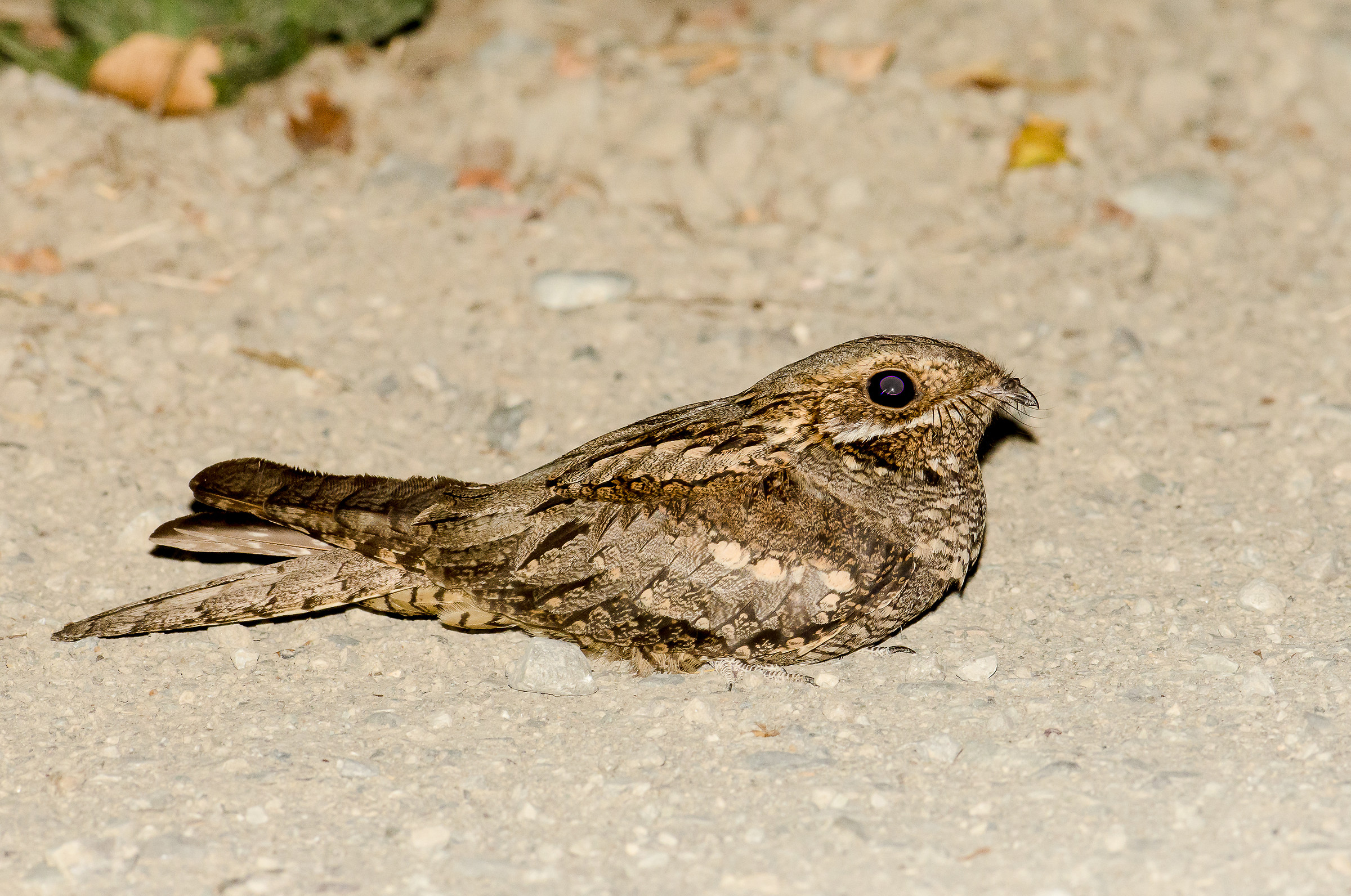 Il misterioso succiacapre