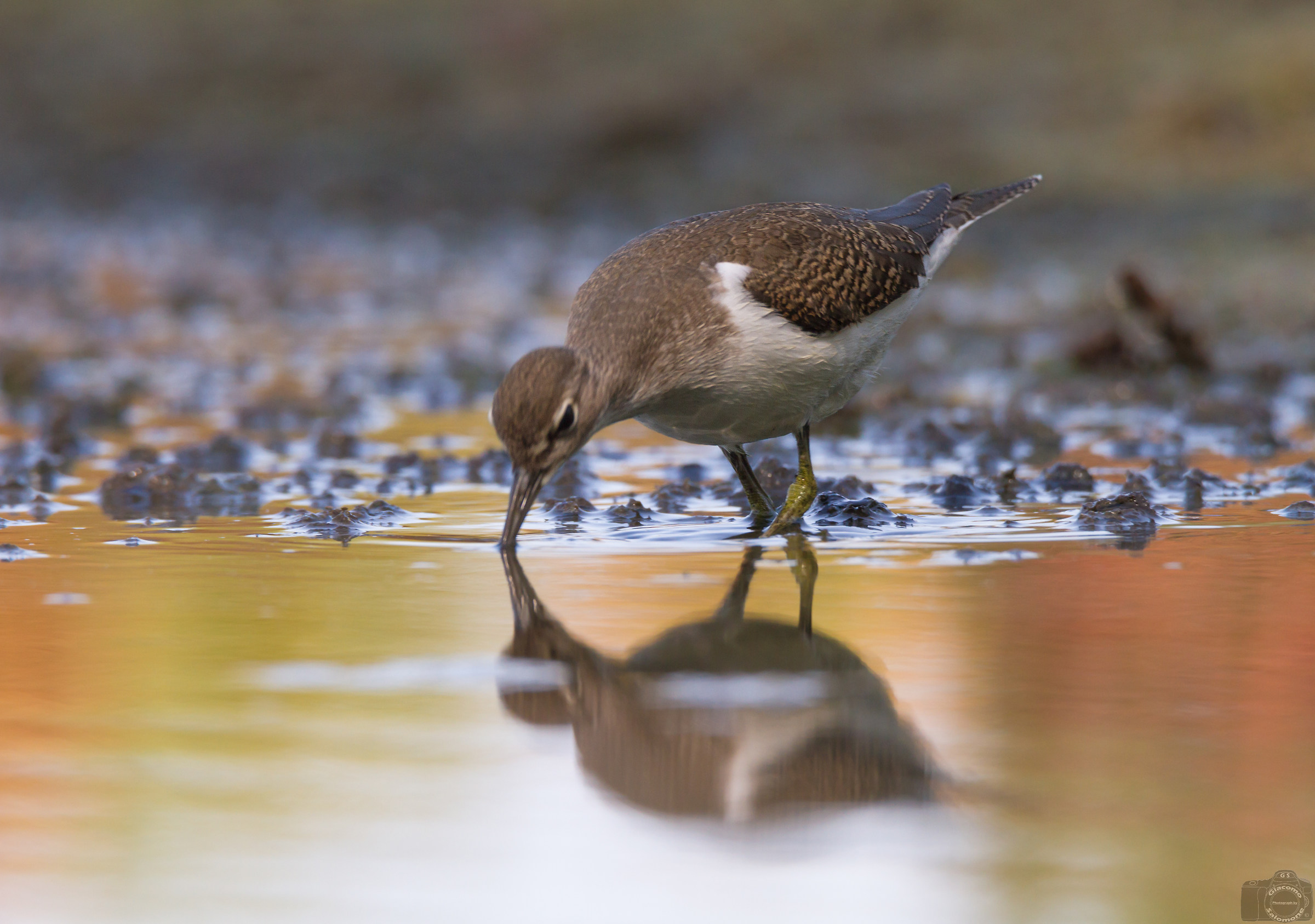 The sip of water .. Little piro piro.
