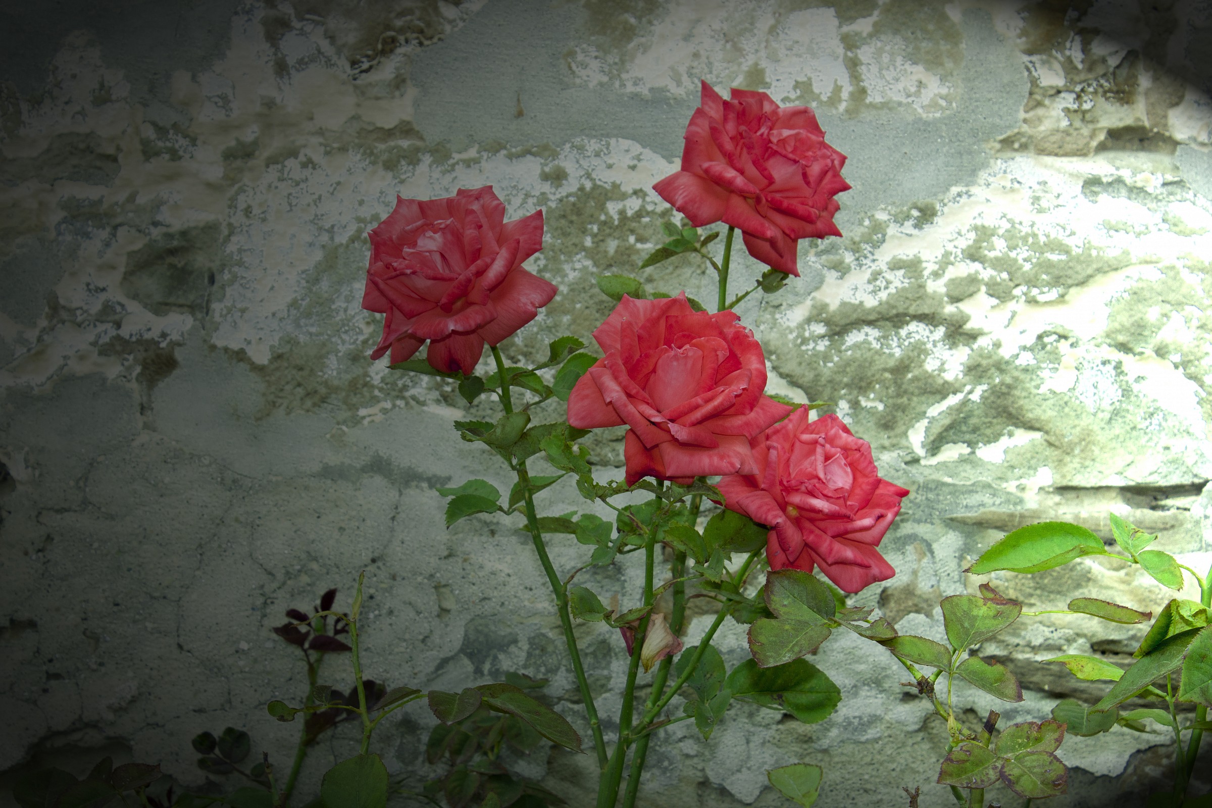 roses on the wall ...