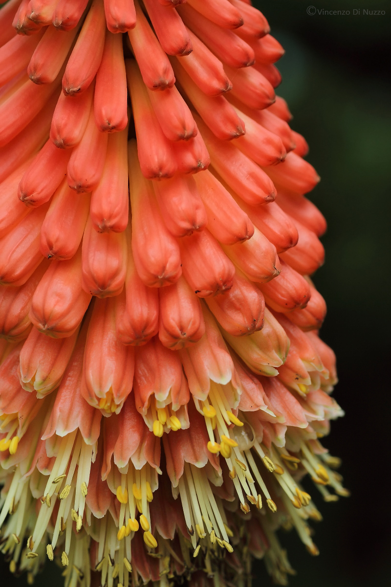 Kniphofia