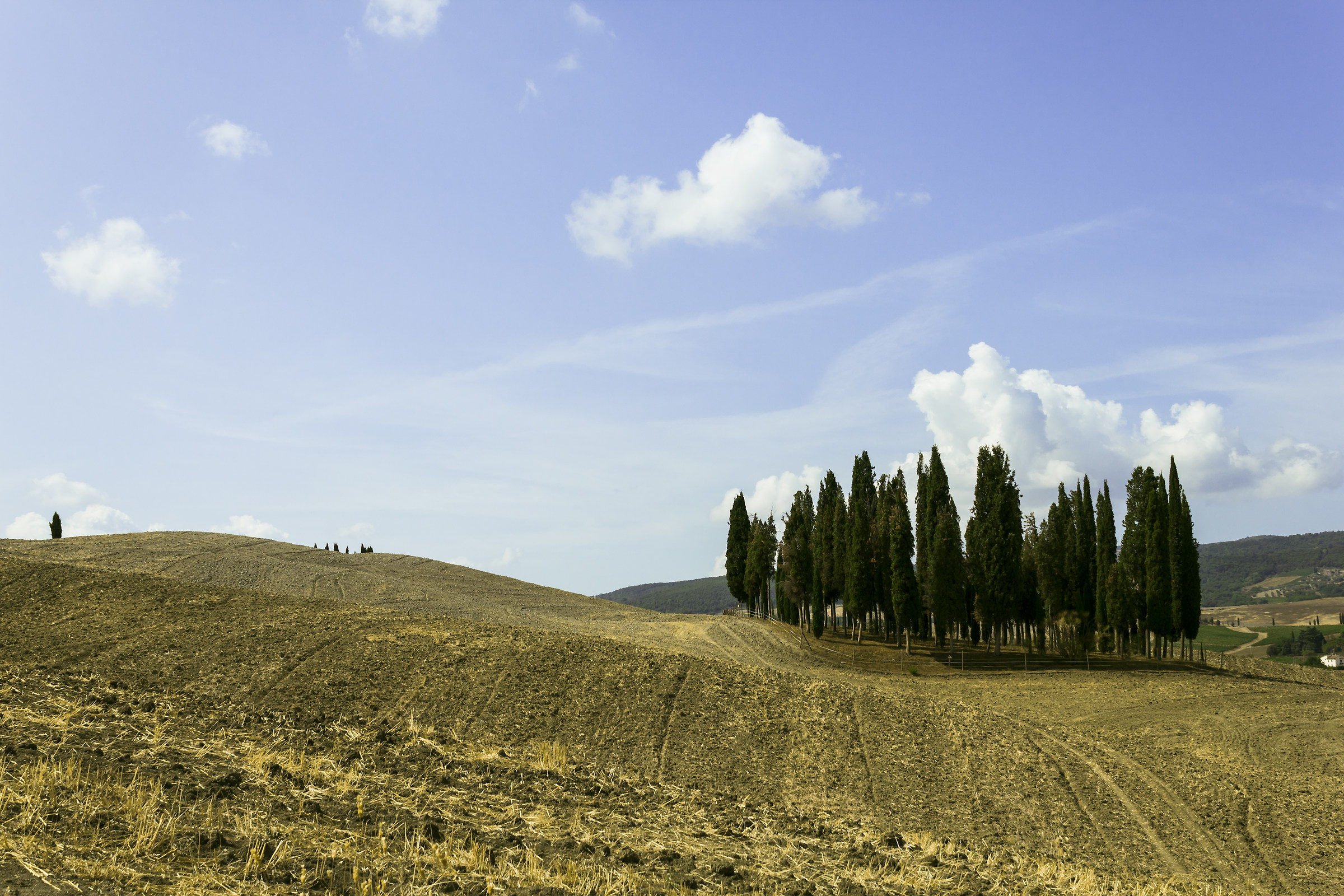 Cypresses in siccià