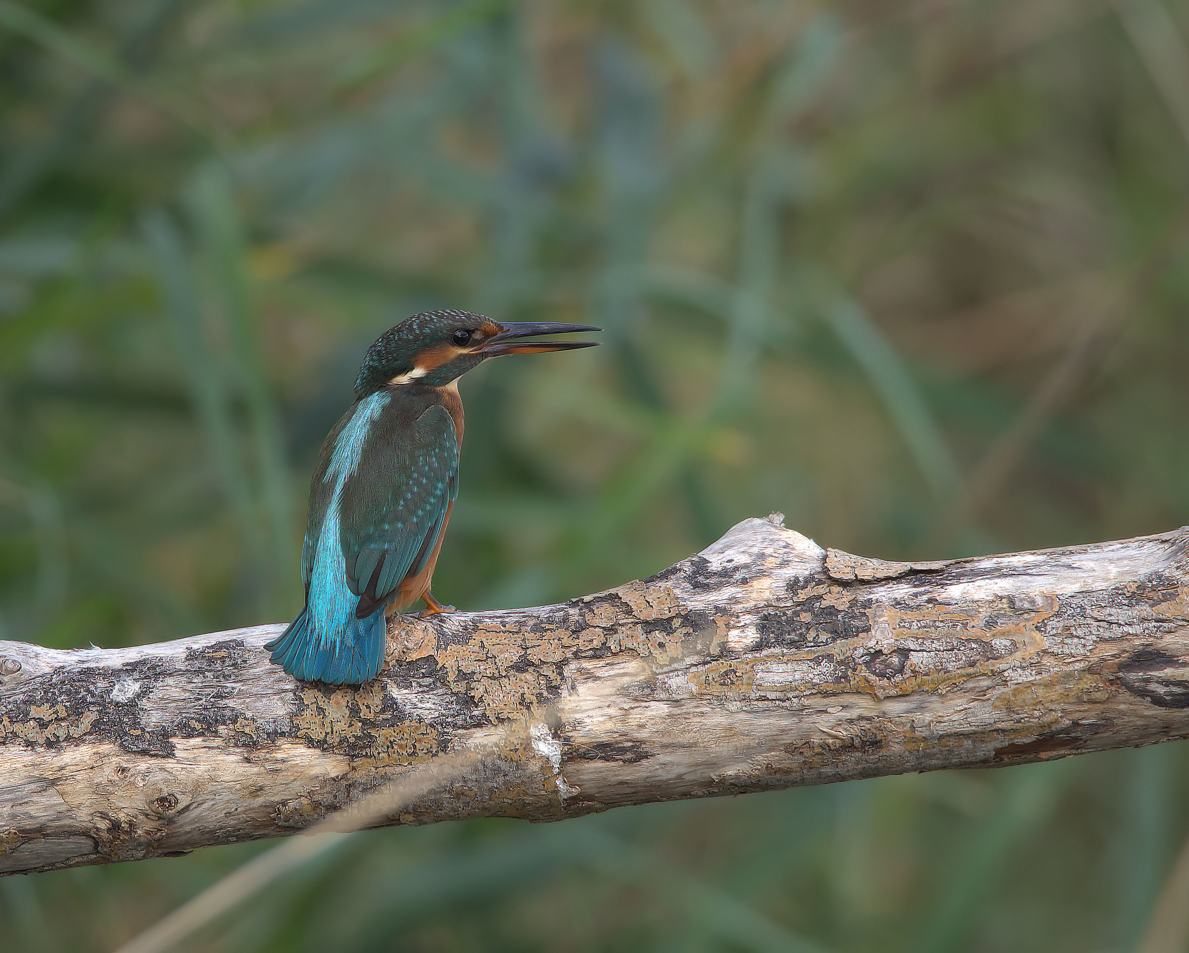 Martin fisherman female