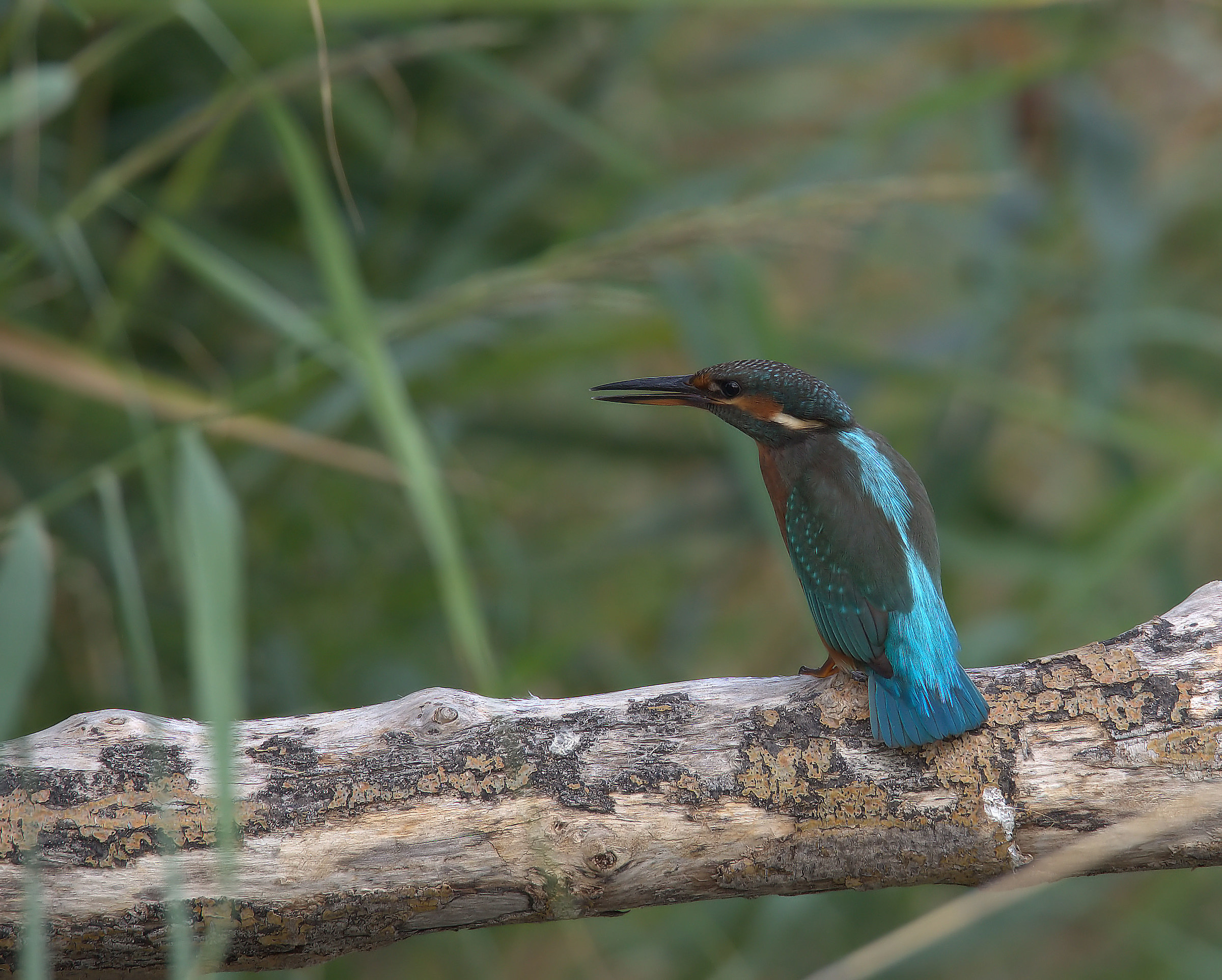 Martin fisherman female